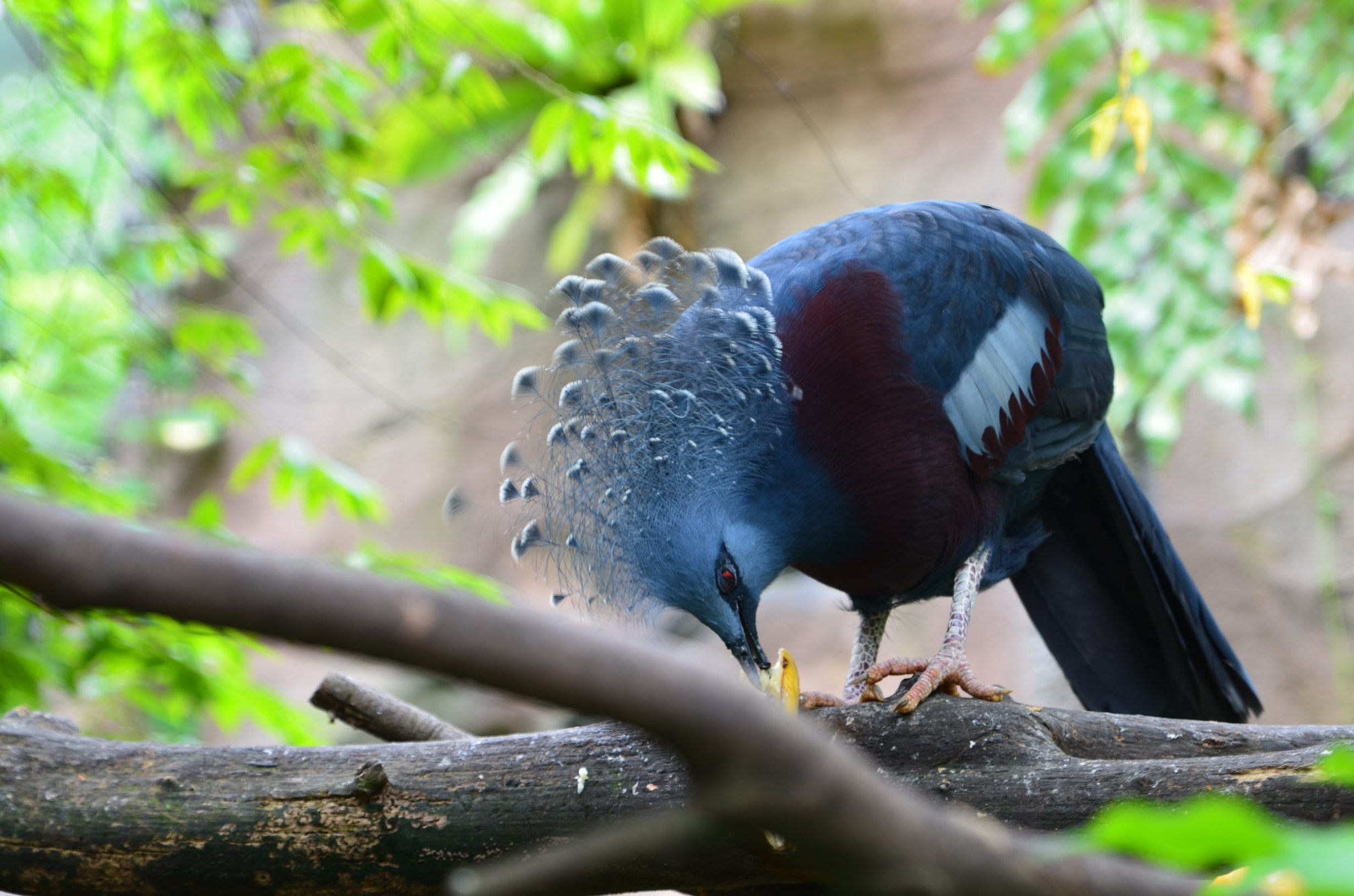 Tamron SP 24-70mm F2.8 Di VC USD sample photo. Bird photography