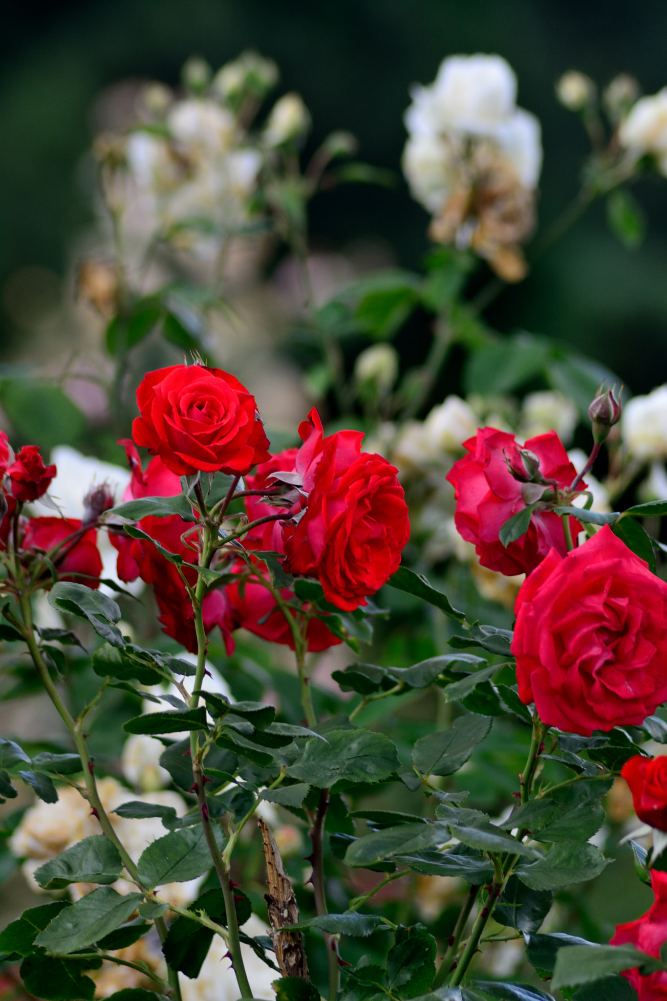 Nikon AF Nikkor 70-300mm F4-5.6G sample photo. Roses photography