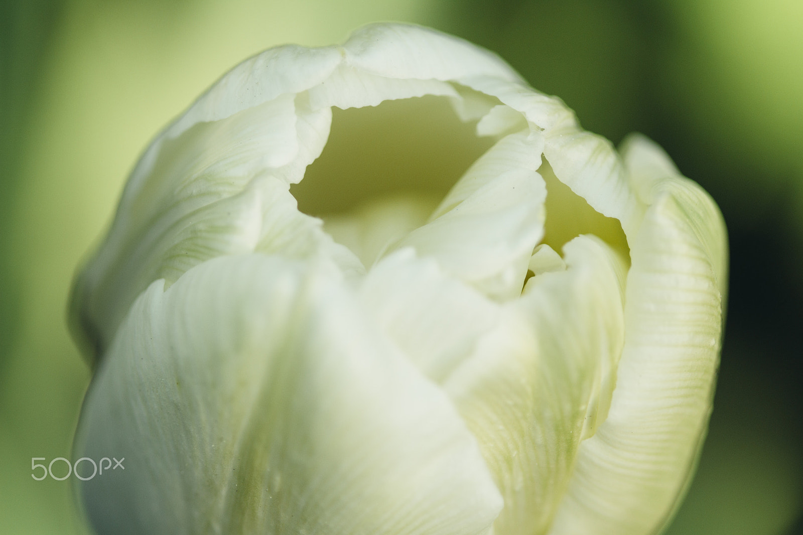 Canon EF 100mm F2.8 Macro USM sample photo. White tulip photography