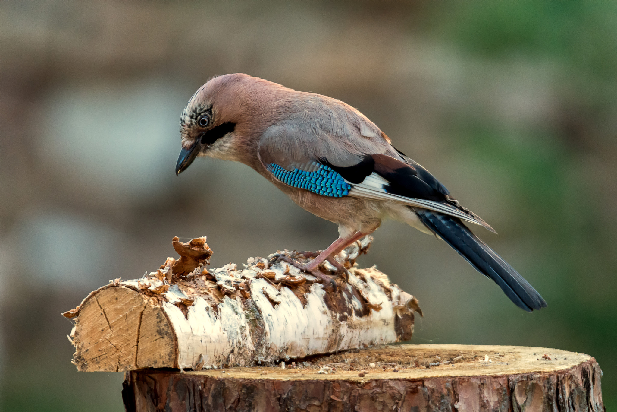 Sigma 150-600mm F5-6.3 DG OS HSM | S sample photo. Garrulus glandarius (linnaeus, 1758) - eurasian jay photography