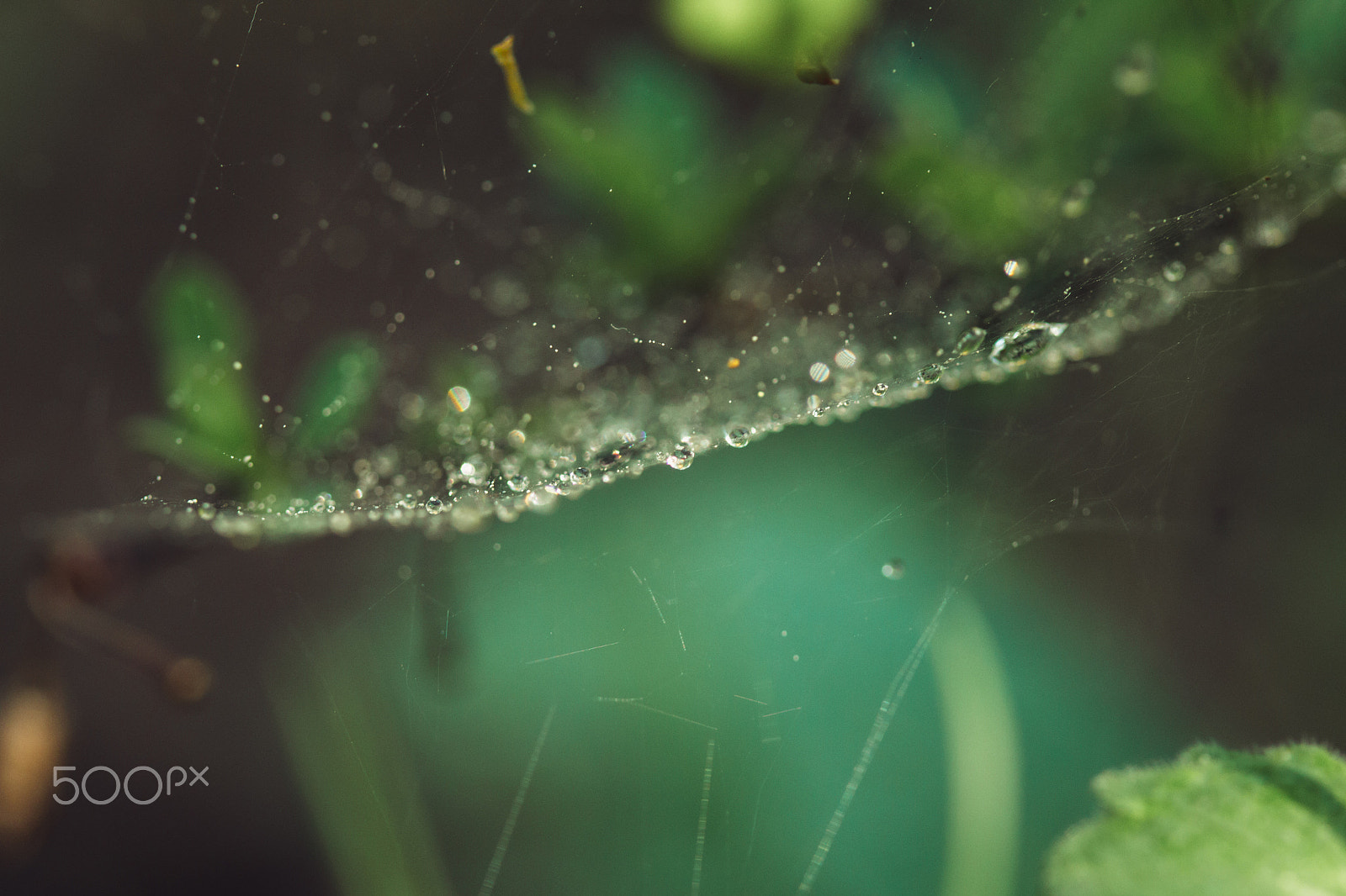Canon EF 100mm F2.8 Macro USM sample photo. Dew on a spider web photography