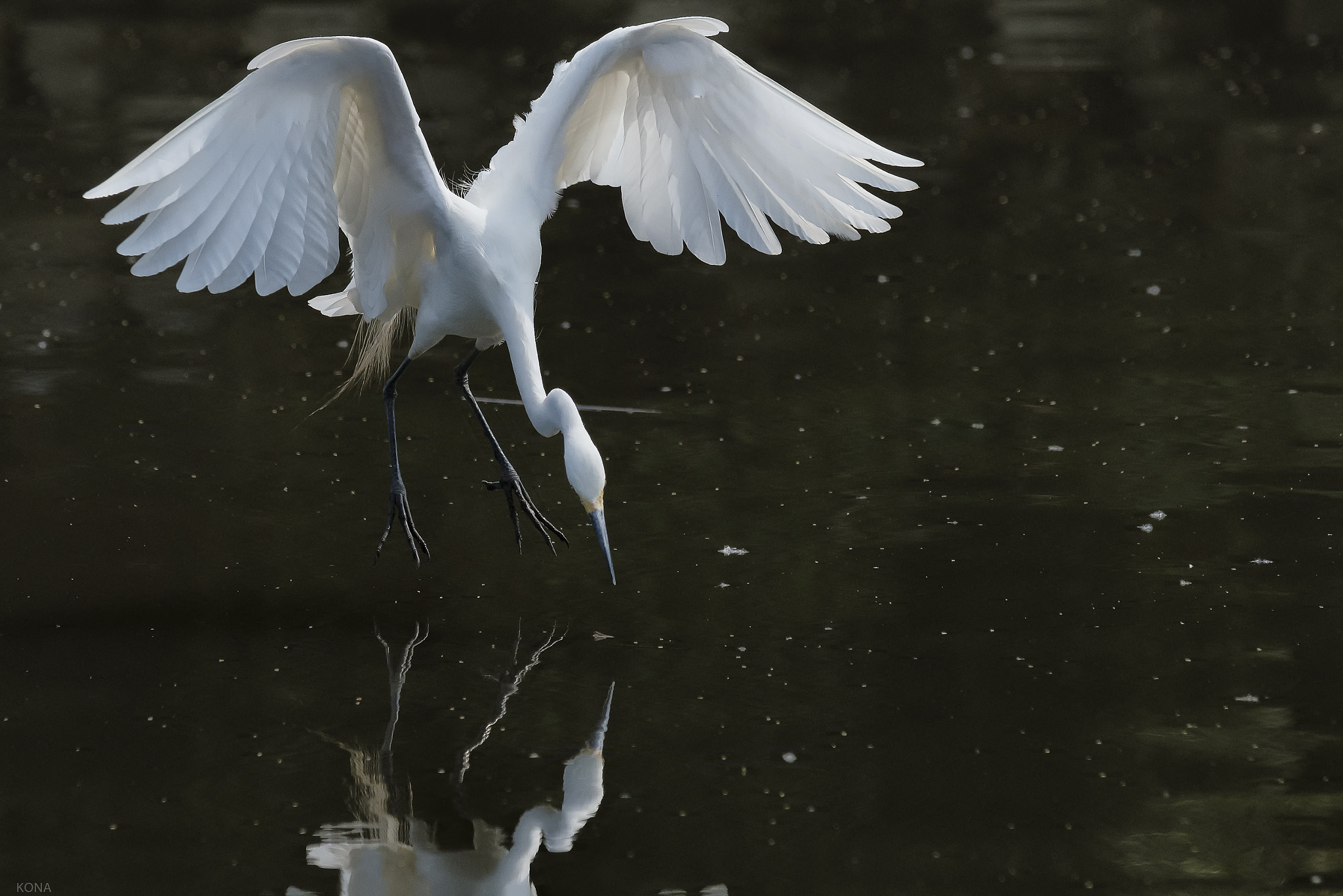 Nikon AF-S Nikkor 400mm F2.8G ED VR II sample photo. Sagi photography