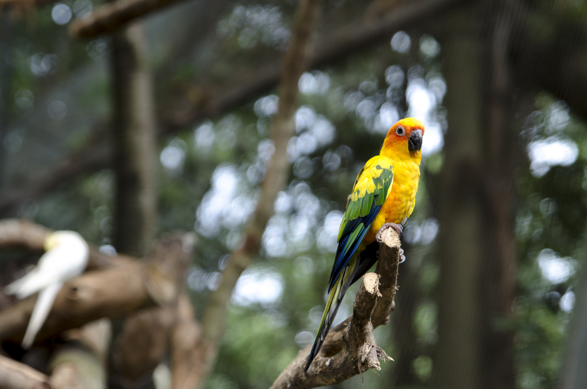Tamron SP 24-70mm F2.8 Di VC USD sample photo. Bird photography