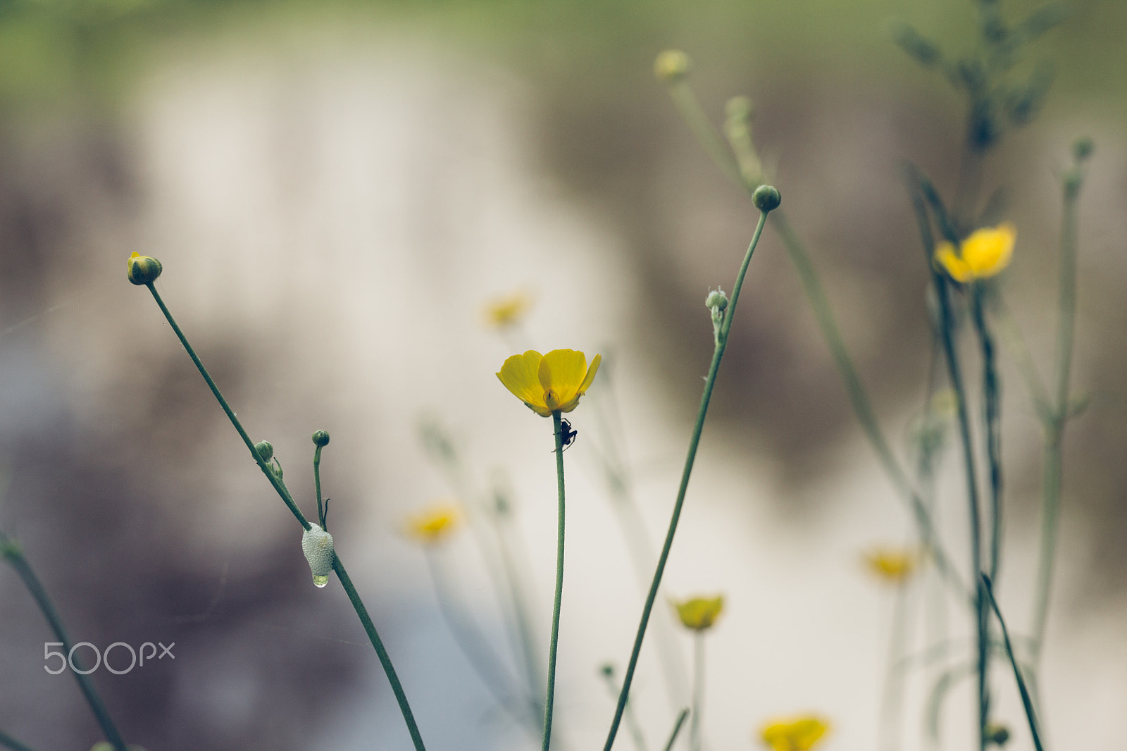 Canon EF 100mm F2.8 Macro USM sample photo. Summer time photography