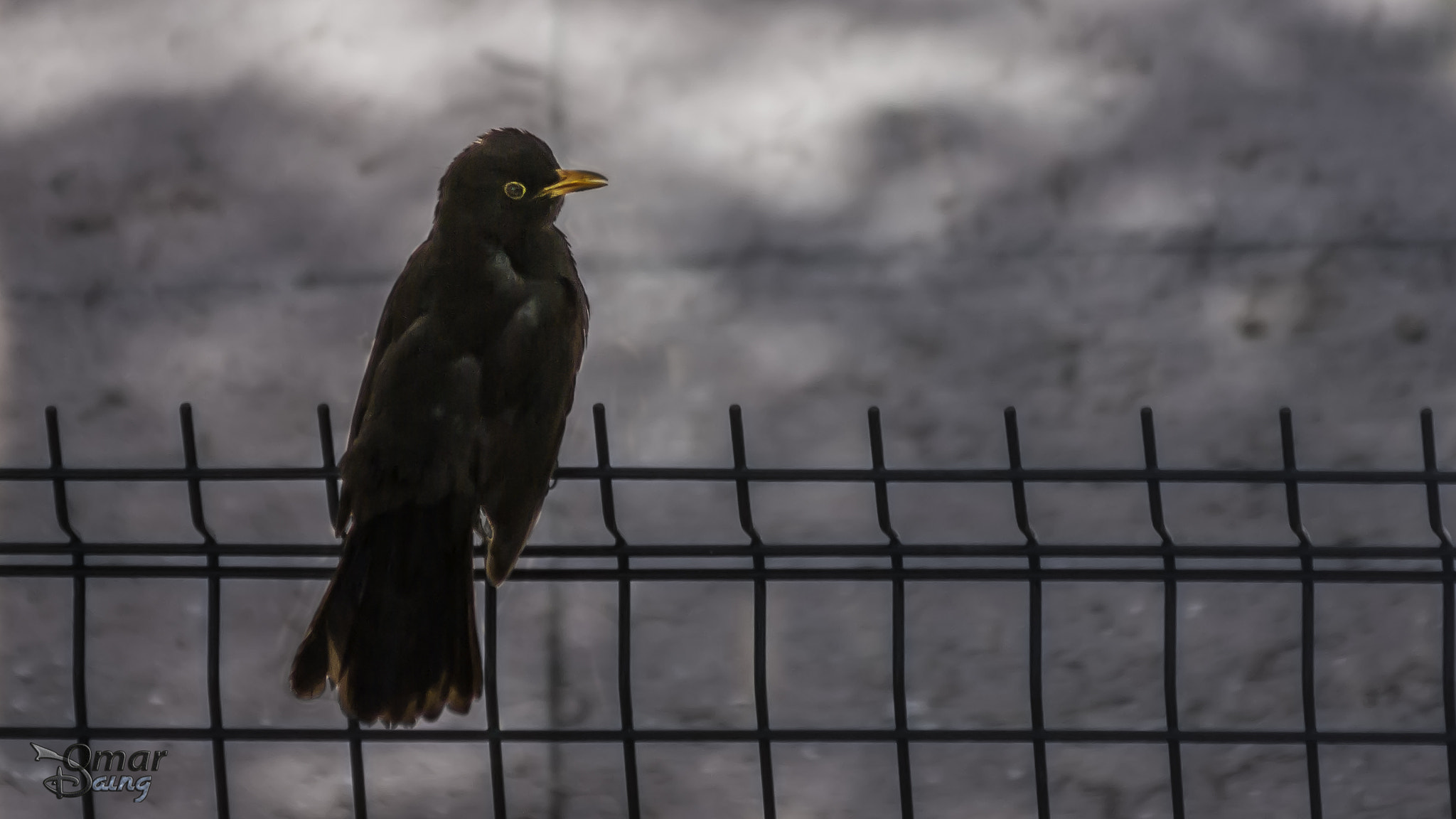smc PENTAX-FA 80-320mm F4.5-5.6 sample photo. Turdus merula - common blackbird - karatavuk - 3 photography