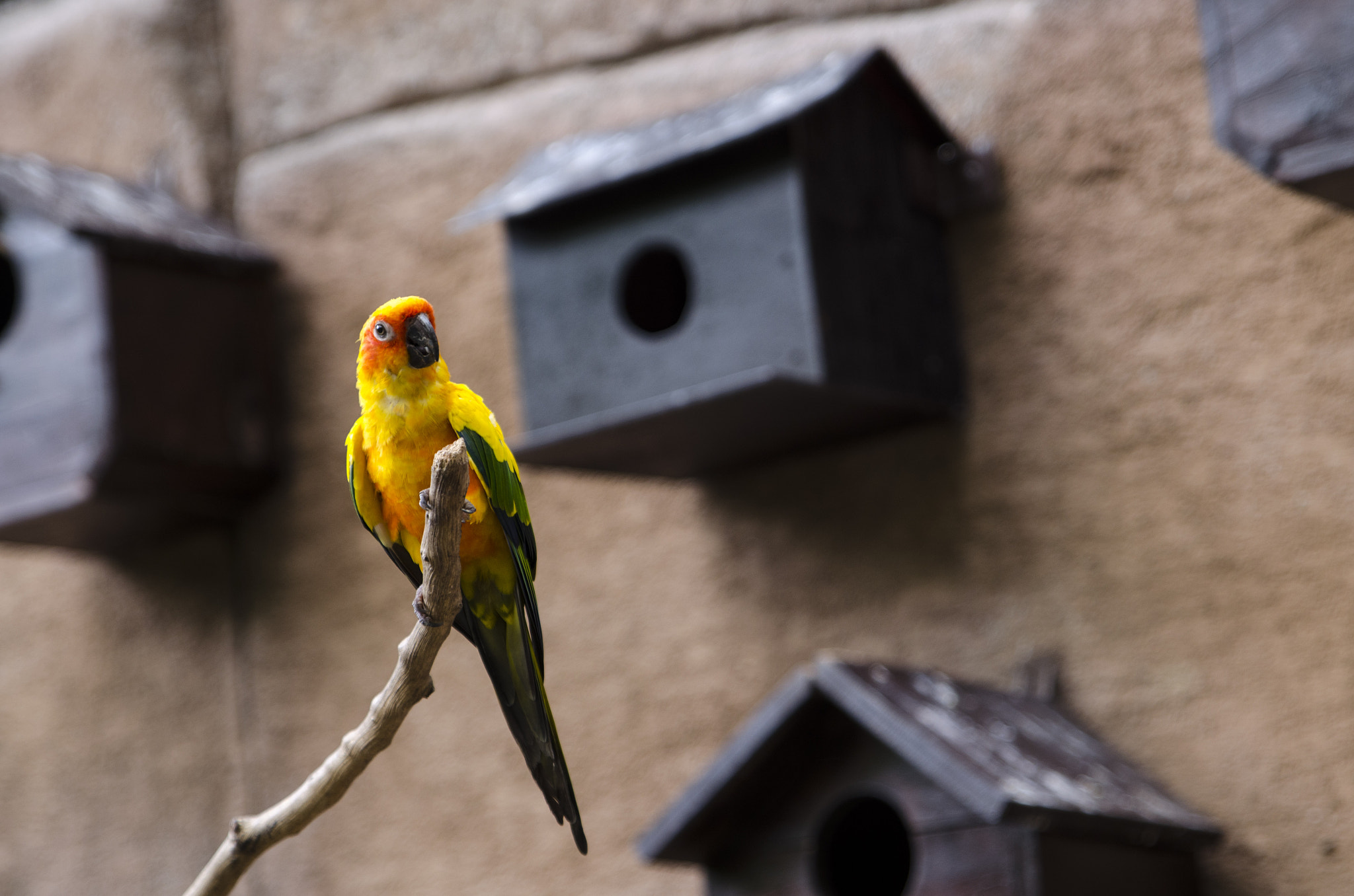 Tamron SP 24-70mm F2.8 Di VC USD sample photo. #bird photography