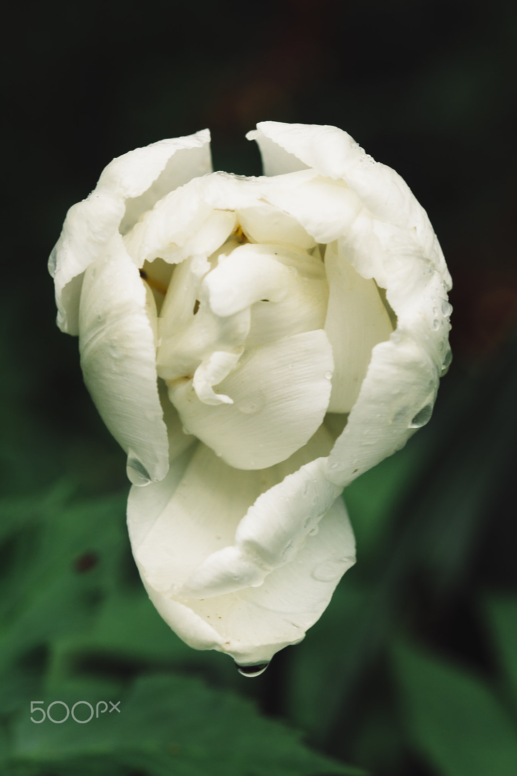 Canon EF 100mm F2.8 Macro USM sample photo. Tulip after the rain photography