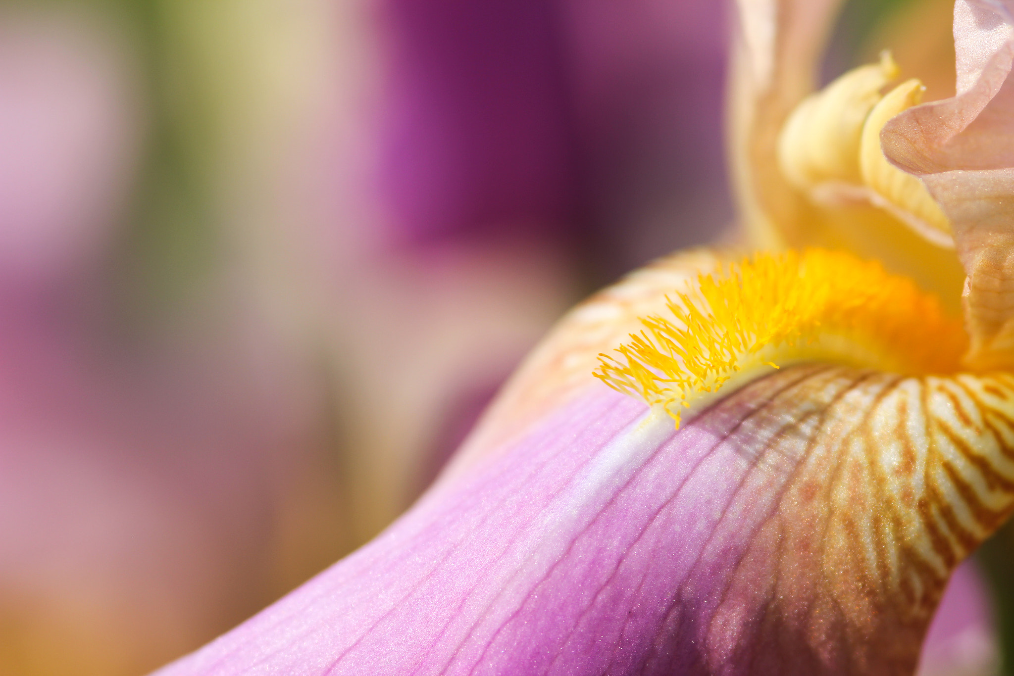 Canon EOS 60D + Sigma 105mm F2.8 EX DG Macro sample photo. Colourful - plein de couleurs photography