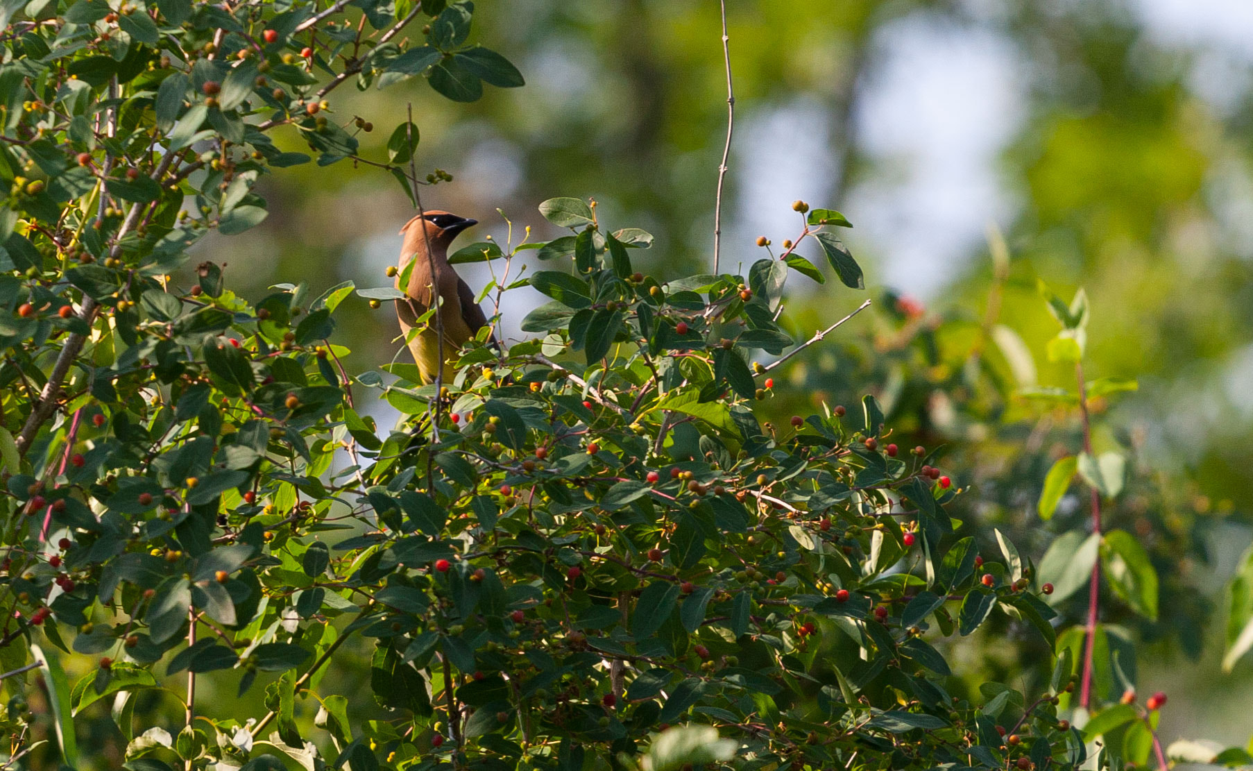 Canon EOS-1D Mark III sample photo. Perched photography