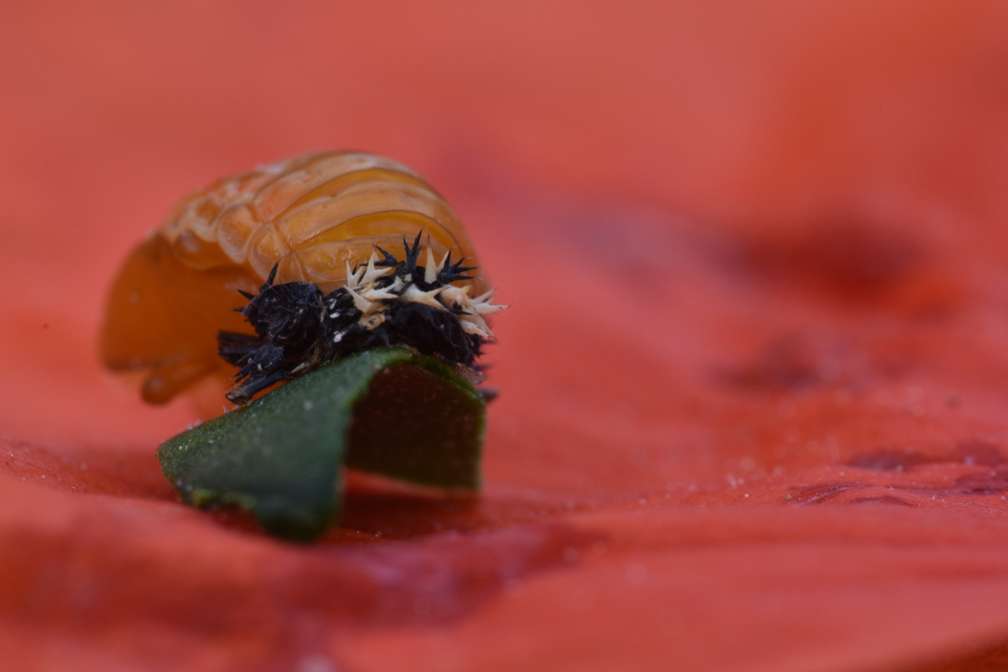 Sigma 105mm F2.8 EX DG OS HSM sample photo. Transformation is going on photography