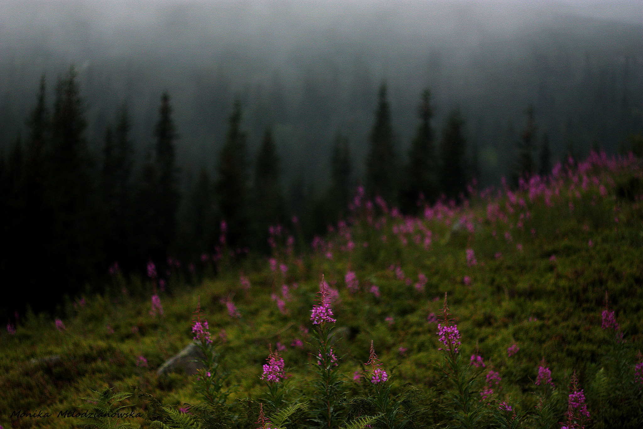 Canon EF 35-80mm f/4-5.6 sample photo. Foggy day photography