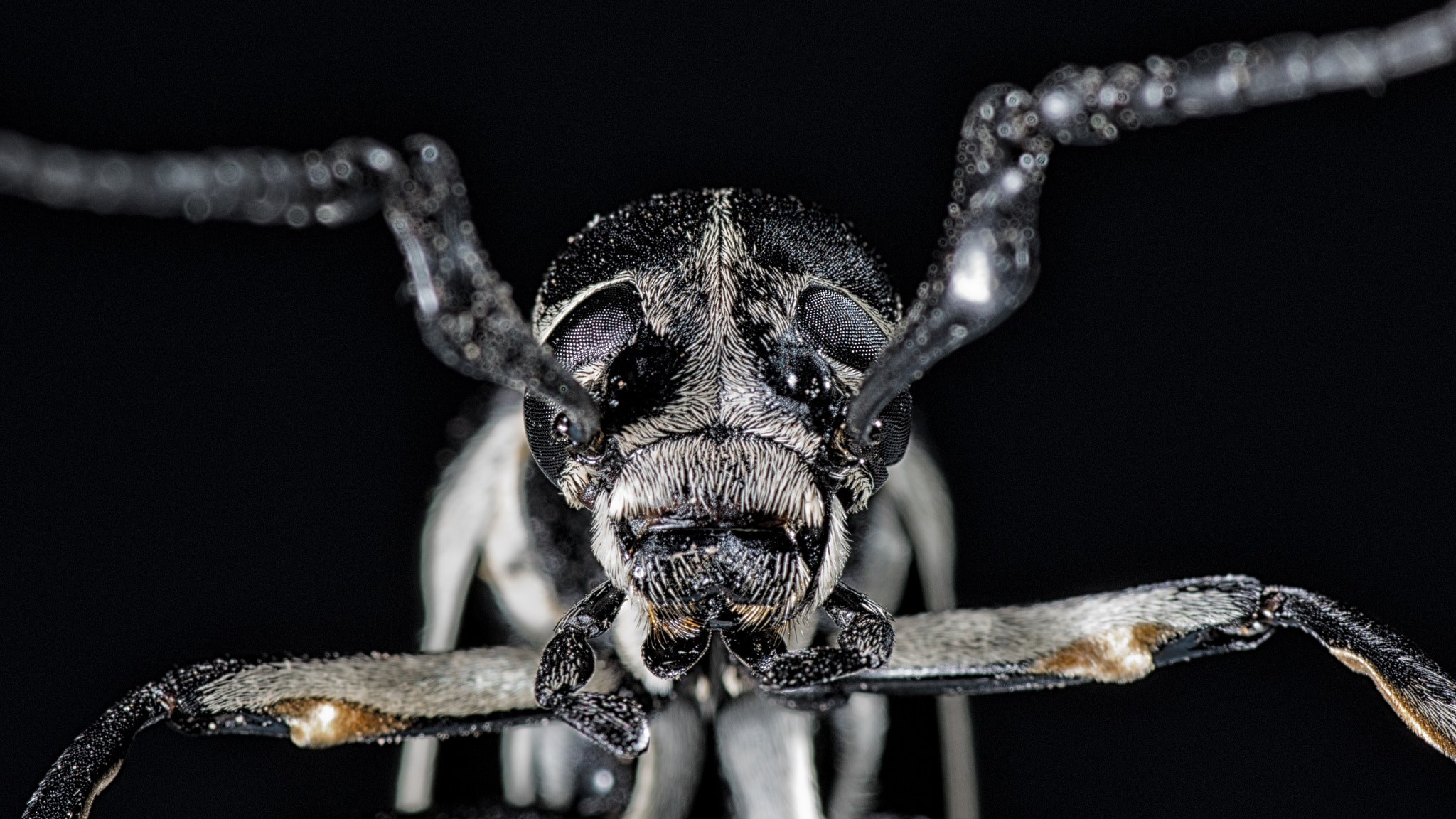 Tamron SP AF 90mm F2.8 Di Macro sample photo. Blister beetle photography