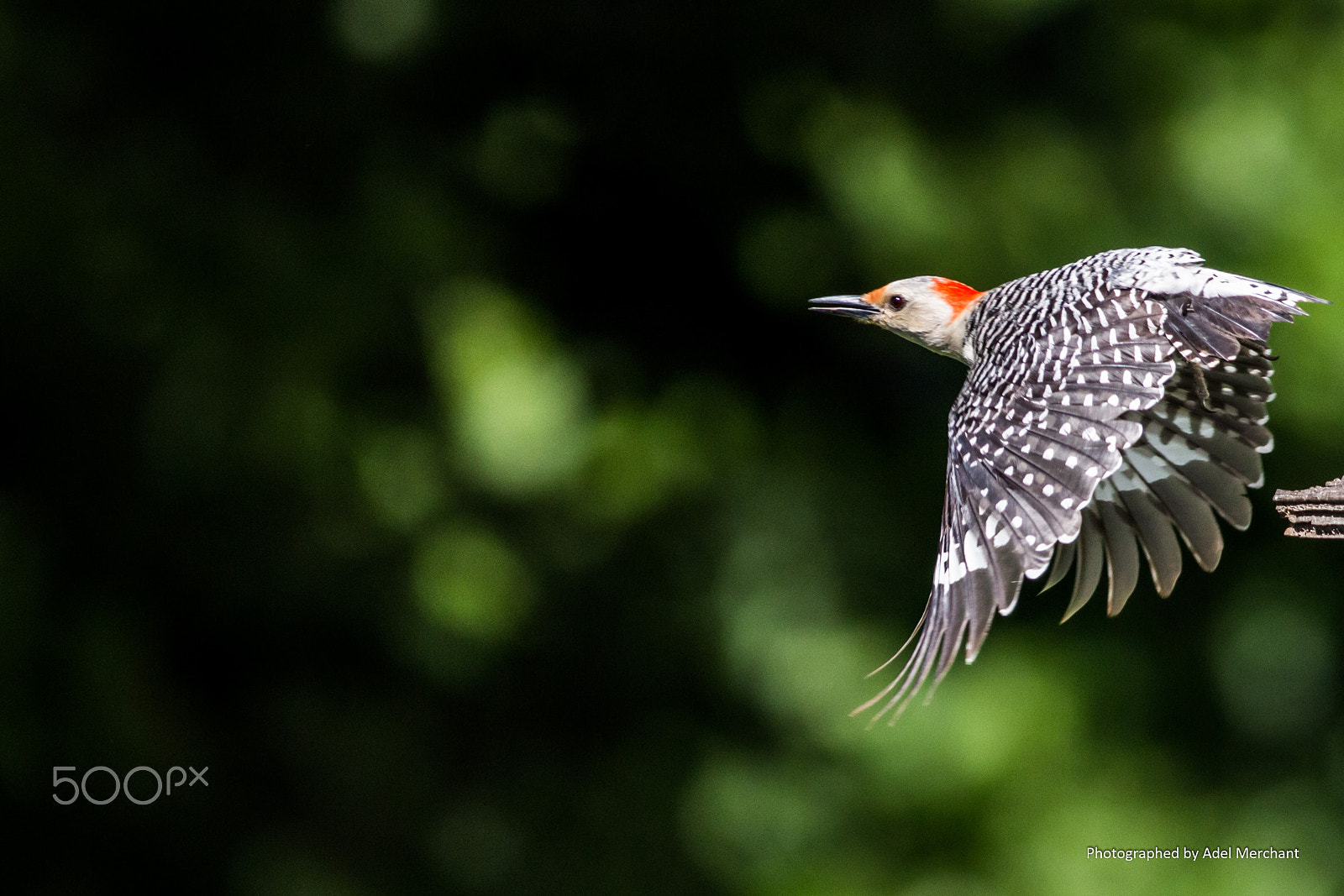 Canon EF 400mm F5.6L USM sample photo. Birding photography