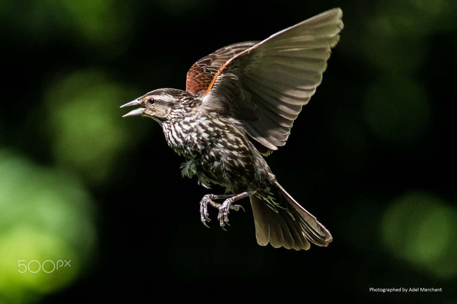 Canon EOS 650D (EOS Rebel T4i / EOS Kiss X6i) + Canon EF 400mm F5.6L USM sample photo. Birding photography