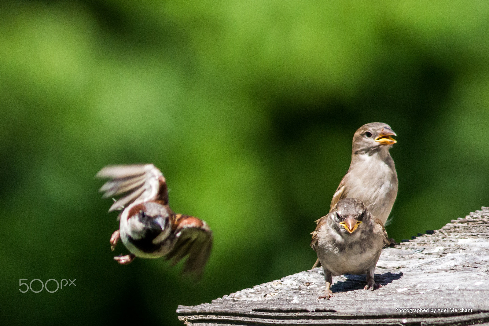 Canon EF 400mm F5.6L USM sample photo. Birding photography