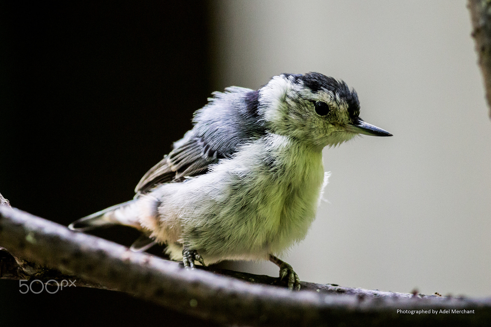 Canon EF 400mm F5.6L USM sample photo. Birding photography