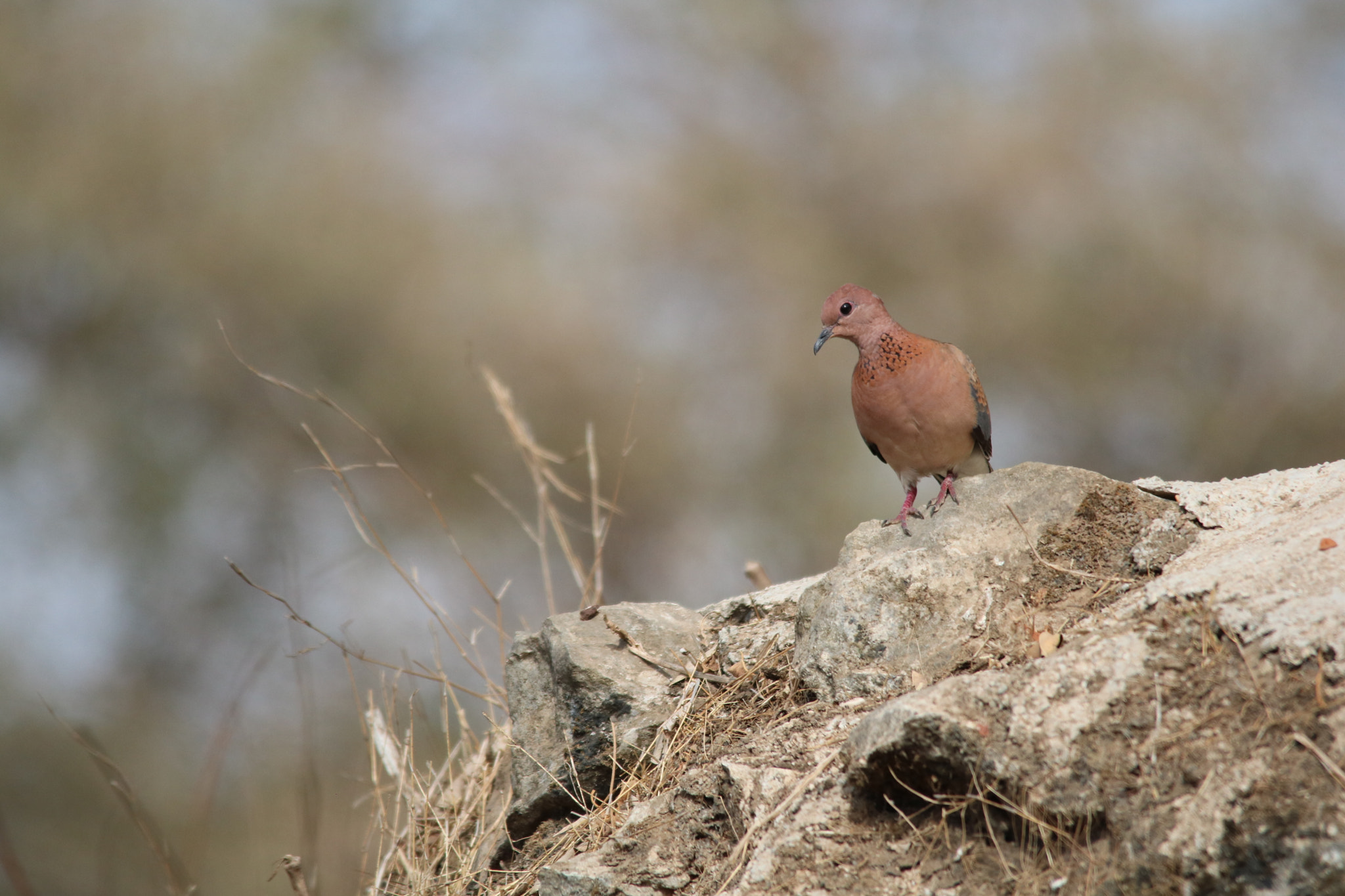Sigma 150-500mm F5-6.3 DG OS HSM sample photo. يمام الجبل..يمام النخيل ...يعيش في جبال ظفار بكثره  photography