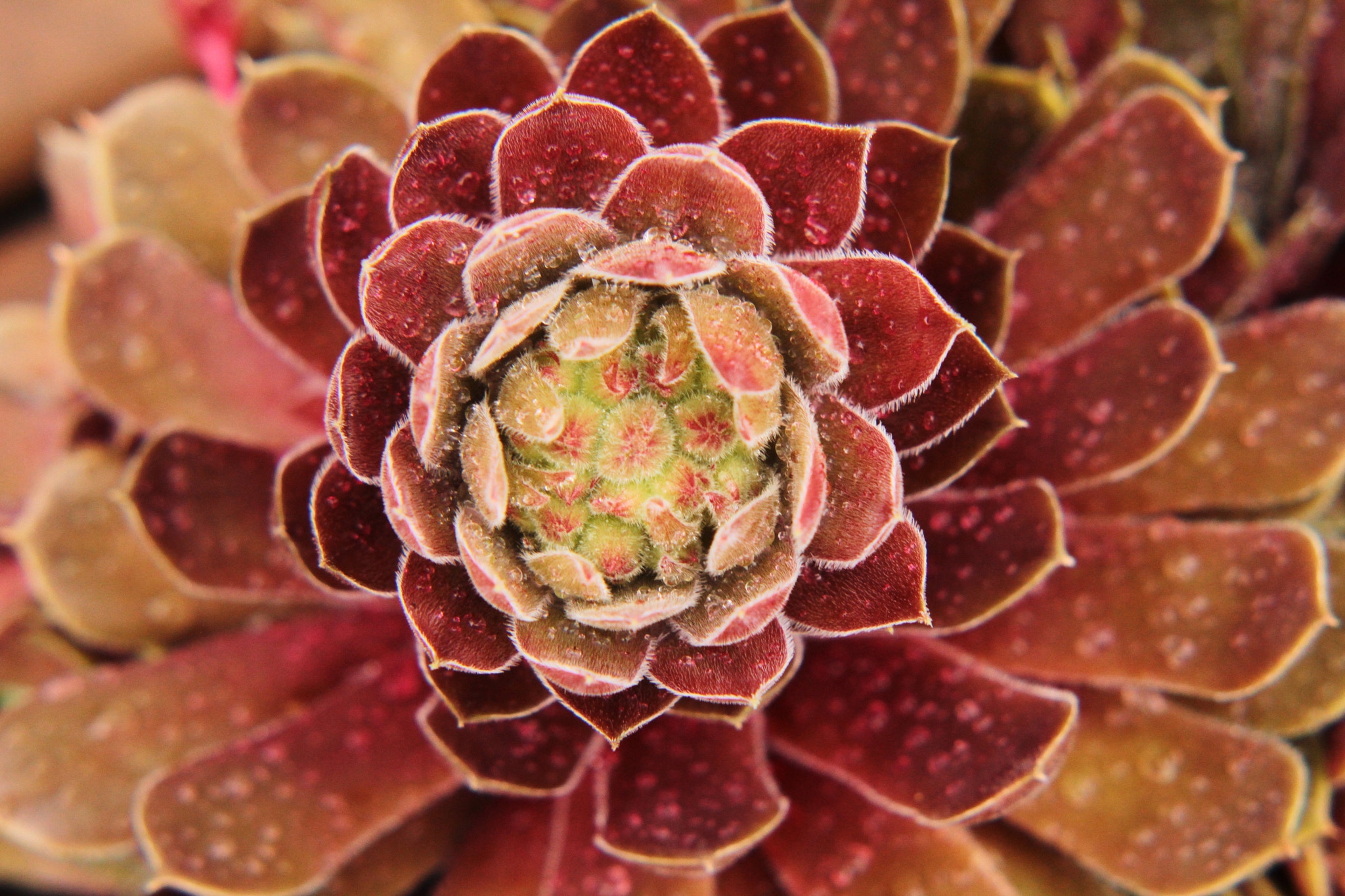 Canon EF-S 55-250mm F4-5.6 IS II sample photo. Red swirl photography