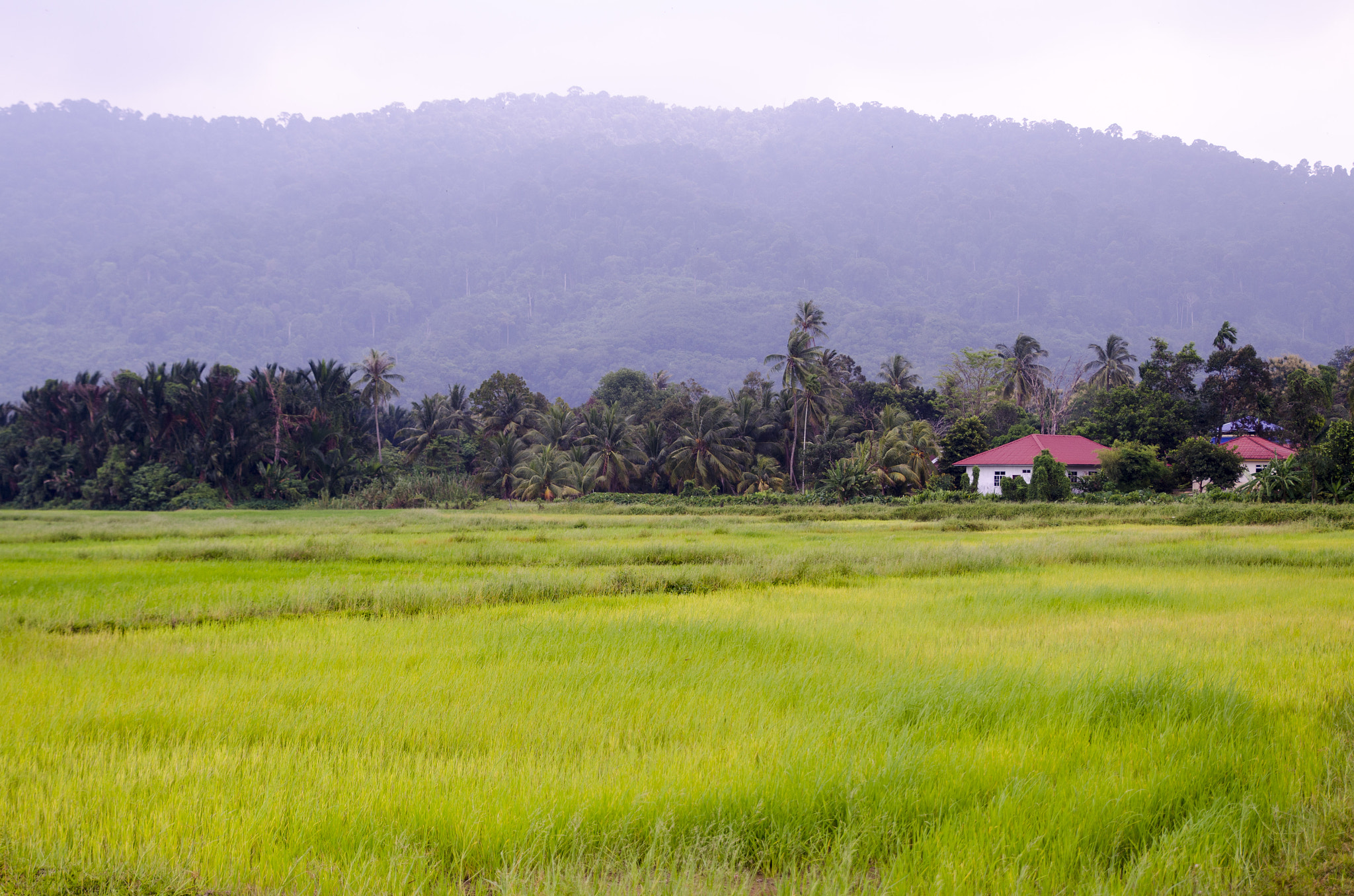 Tamron SP 24-70mm F2.8 Di VC USD sample photo. Ricefield photography