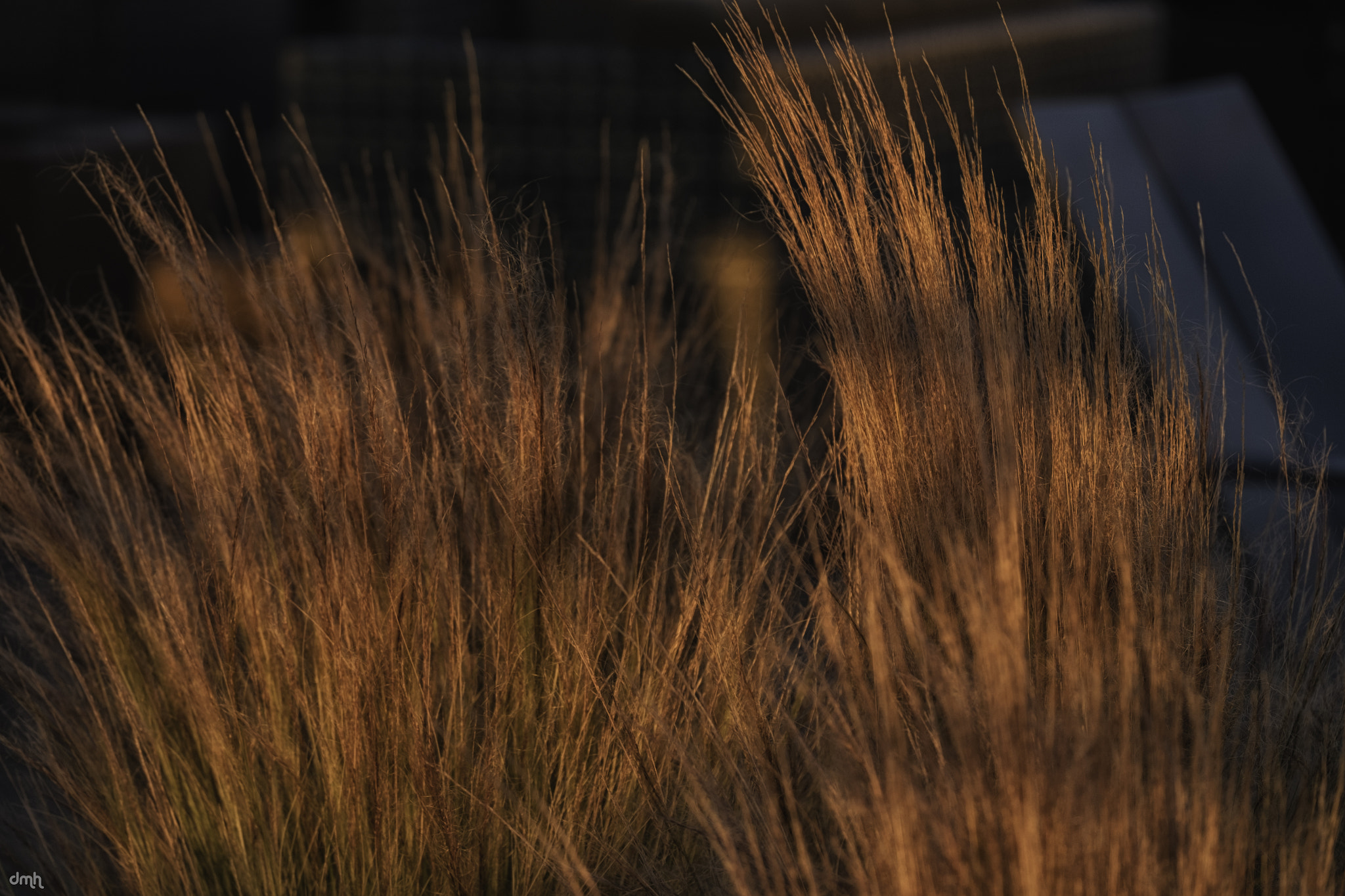 Fujifilm XF 100-400mm F4.5-5.6 R LM OIS WR sample photo. Golden light photography