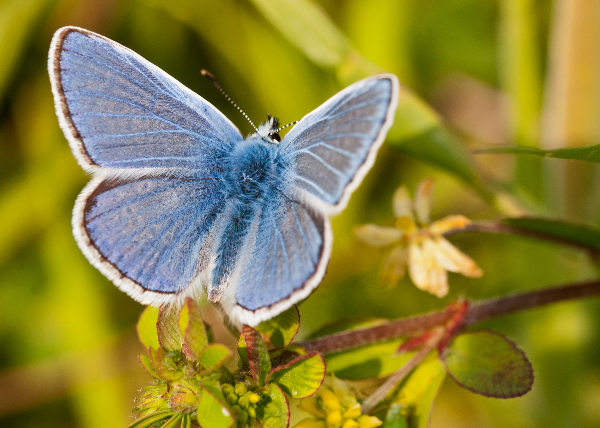 Sigma 105mm F2.8 EX DG OS HSM sample photo. Common blue male photography