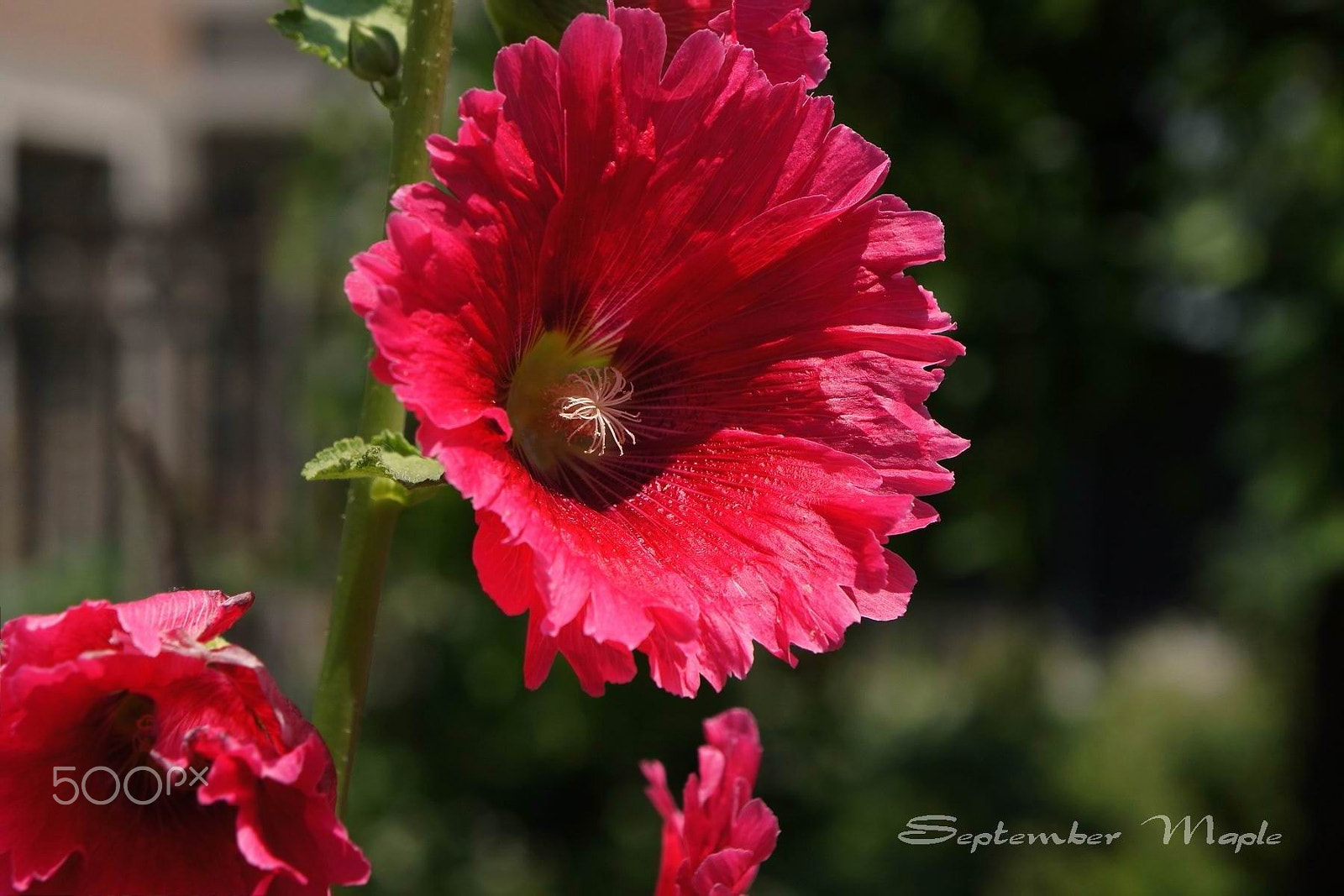 Sony NEX-5C + Sony E 18-55mm F3.5-5.6 OSS sample photo. 红色蜀葵 photography