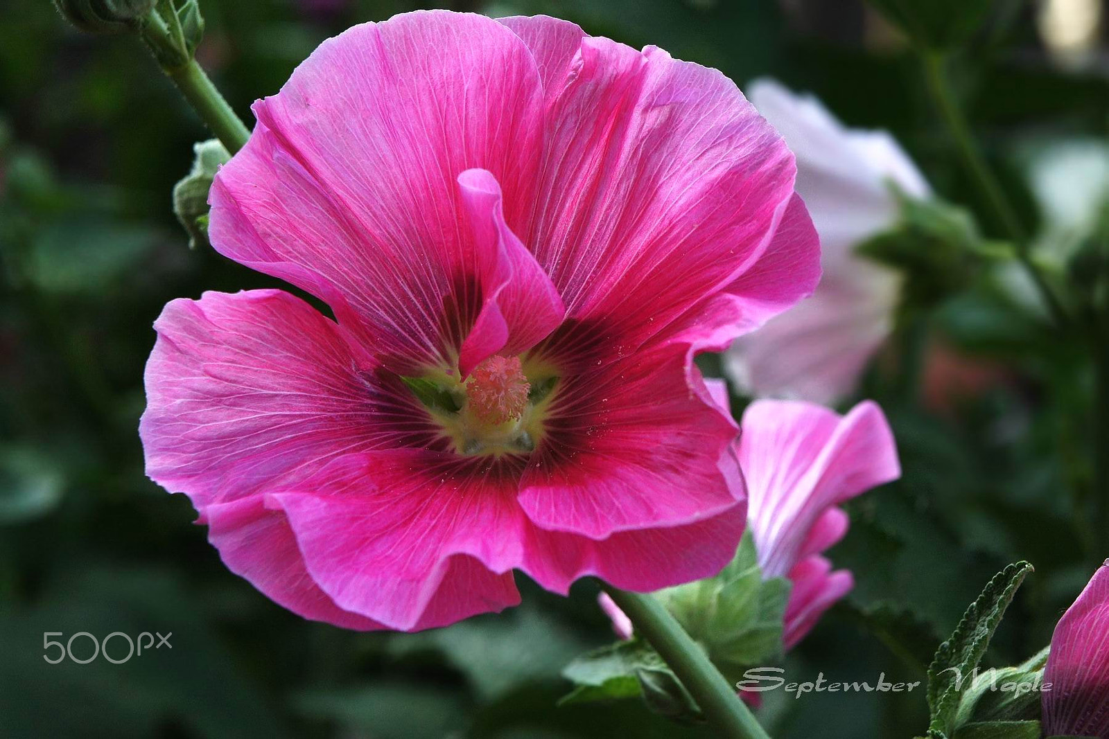 Sony NEX-5C sample photo. 粉红蜀葵 photography