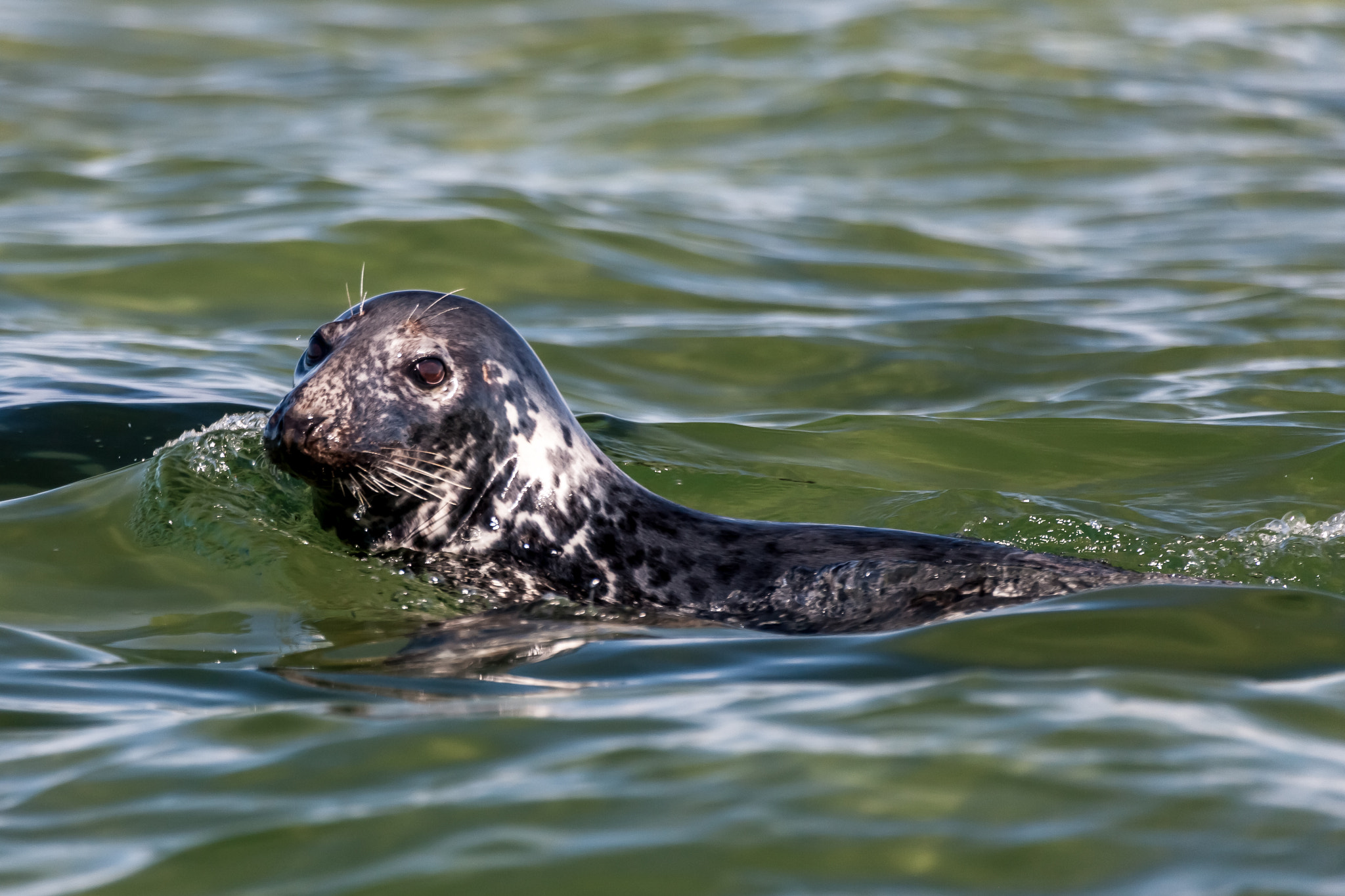 Canon EF 100-400mm F4.5-5.6L IS USM sample photo. Female grey seal near monomoy island i photography
