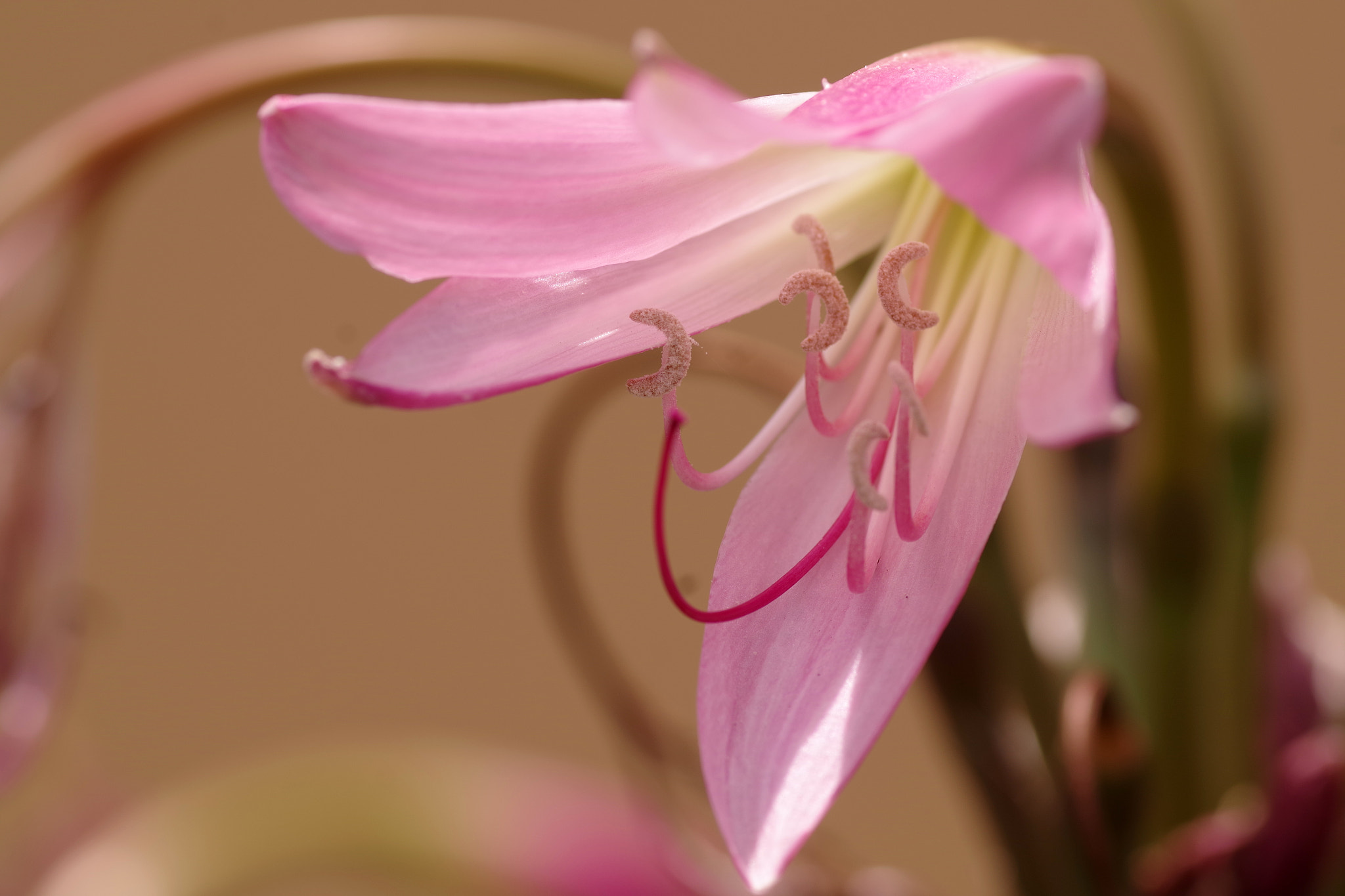 Pentax smc D-FA 100mm F2.8 Macro WR sample photo. Crinum bulbispermum (アフリカハマユウ) photography