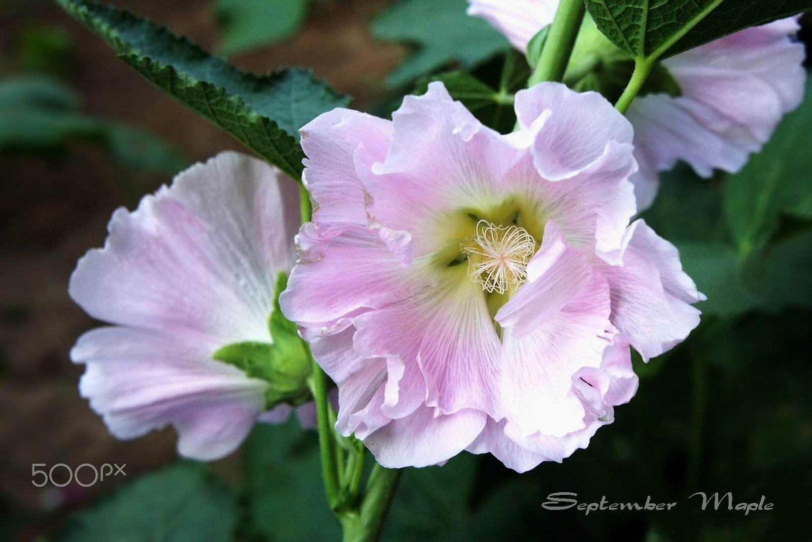 Sony NEX-5C sample photo. 粉色蜀葵 photography