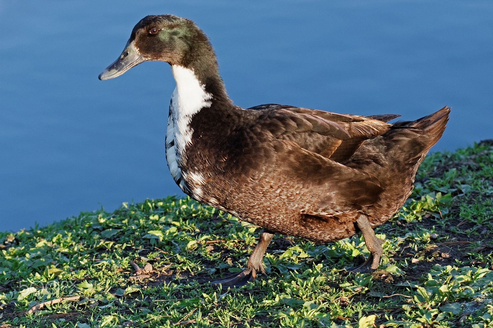 Tamron SP 150-600mm F5-6.3 Di VC USD sample photo. Black domestic duck photography