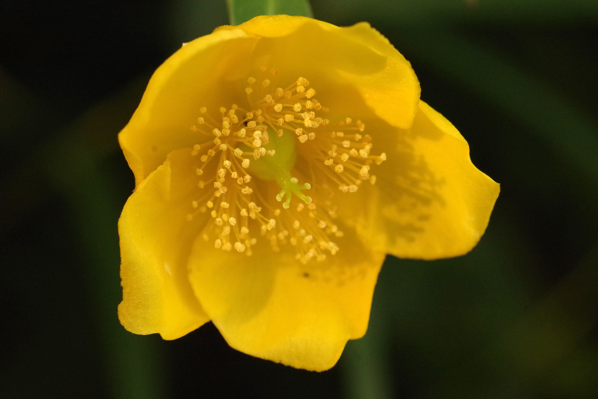 Pentax smc D-FA 100mm F2.8 Macro WR sample photo. Hypericum patulum (キンシバイ) photography