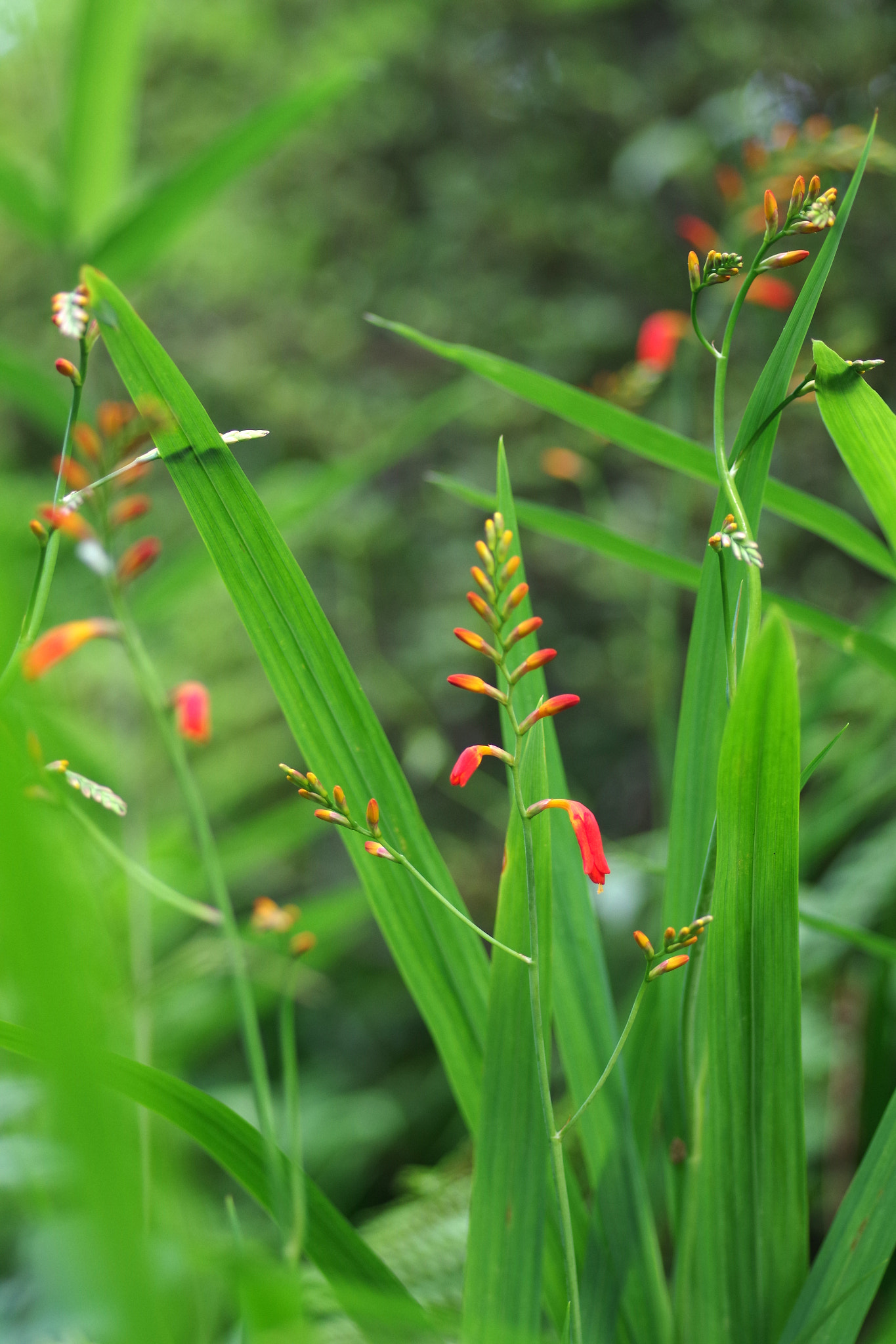 Pentax smc D-FA 100mm F2.8 Macro WR sample photo. Montbretia (ヒメヒオウギズイセン) photography