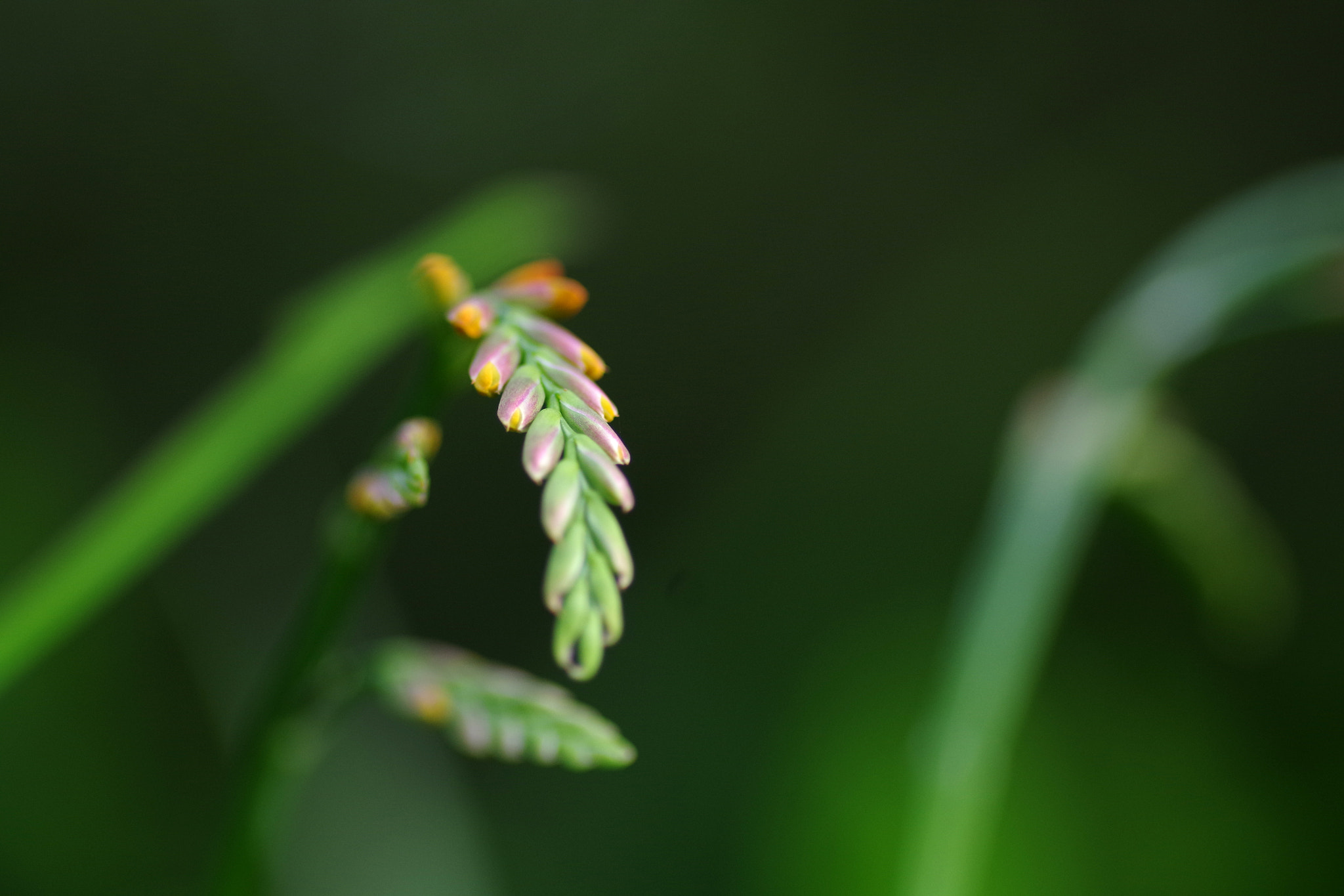 Pentax smc D-FA 100mm F2.8 Macro WR sample photo. Montbretia (ヒメヒオウギズイセン) photography