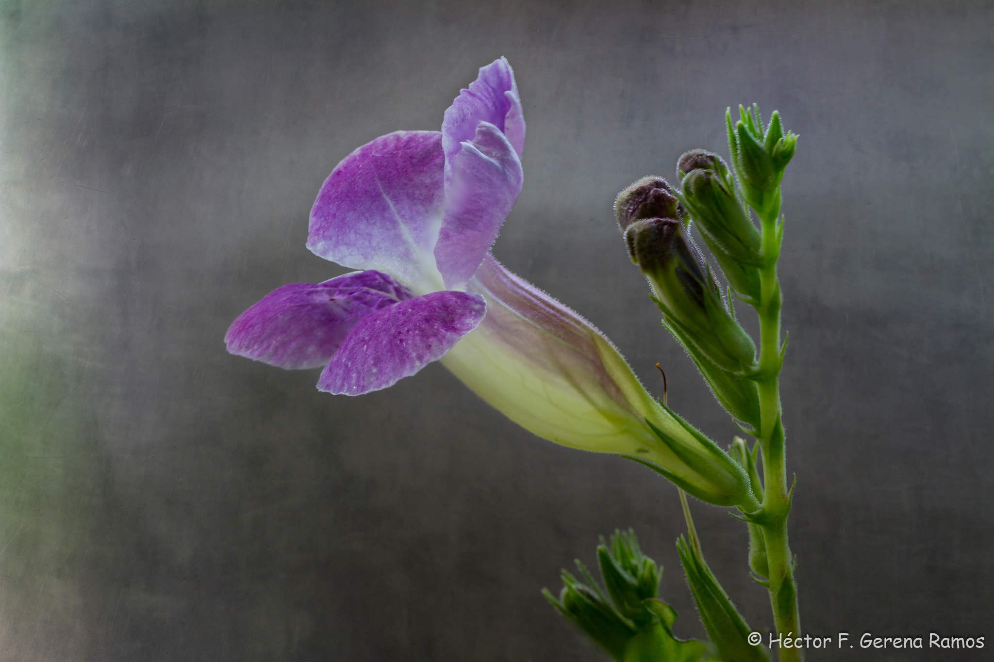 Sigma APO Macro 180mm F2.8 EX DG OS HSM sample photo. Best side photography