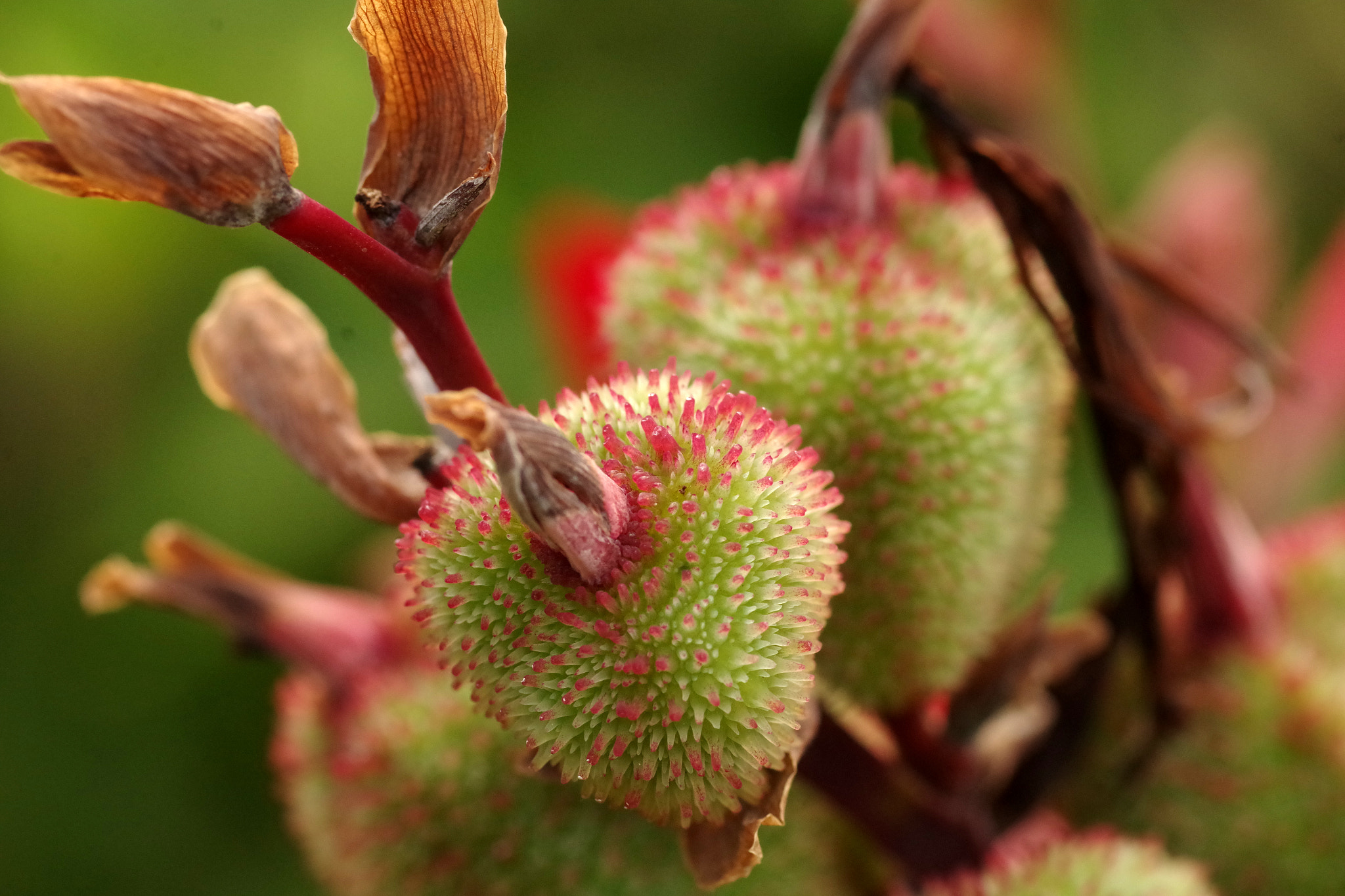 Pentax smc D-FA 100mm F2.8 Macro WR sample photo. Canna indica l. (ダンドク) photography