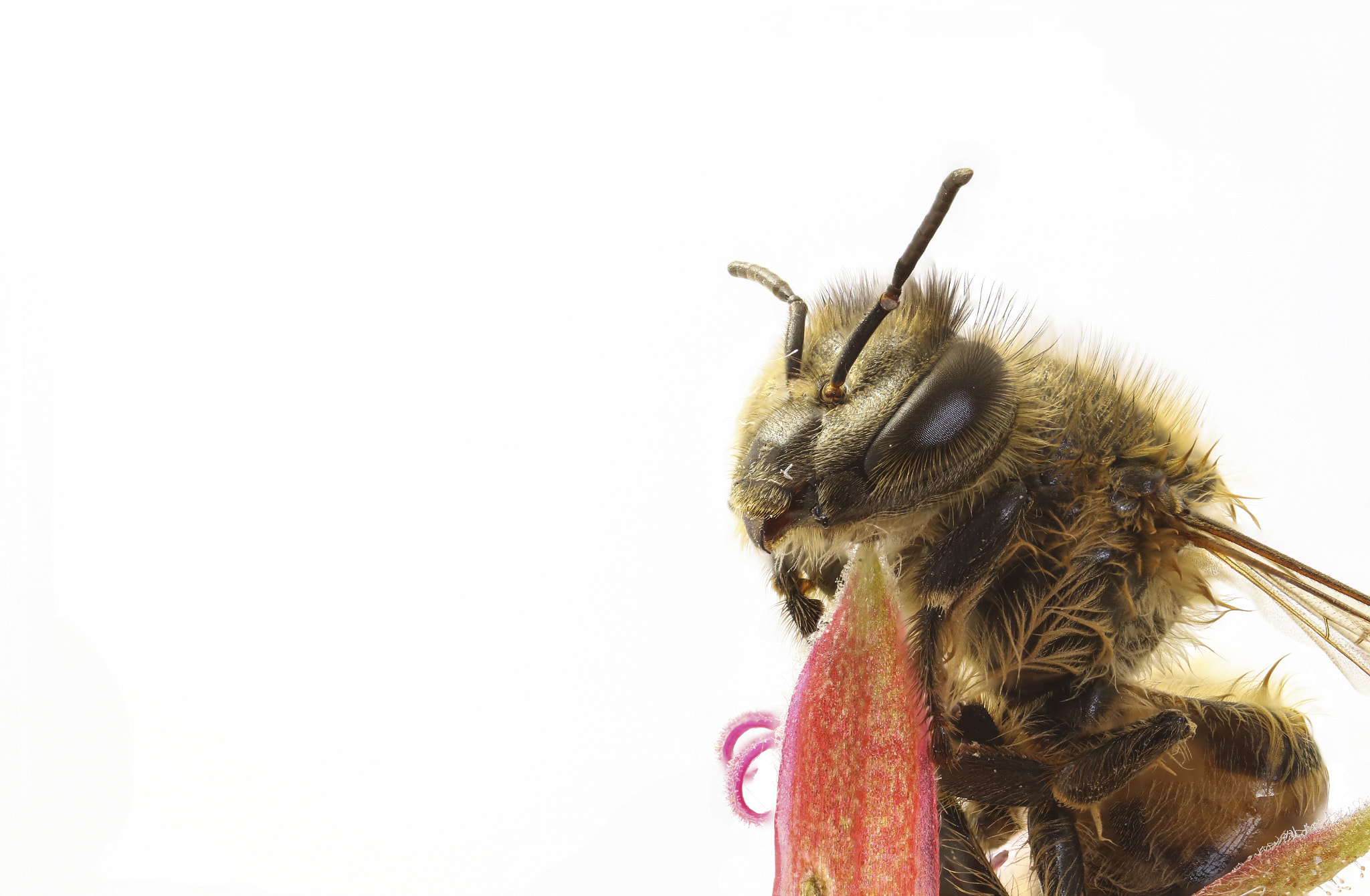 Canon MP-E 65mm F2.5 1-5x Macro Photo sample photo. Bee 1.6x photography