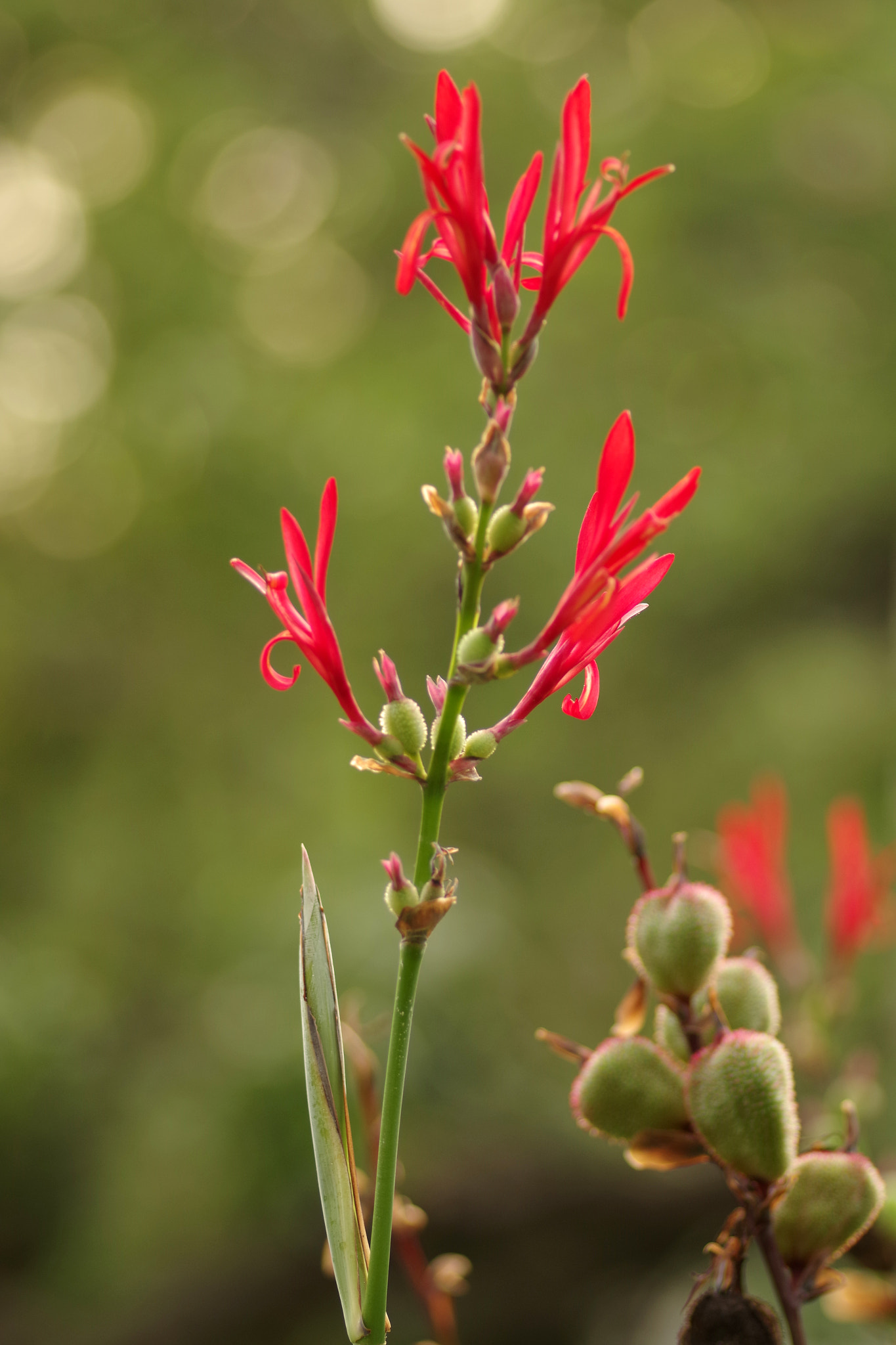 Pentax smc D-FA 100mm F2.8 Macro WR sample photo. Canna indica l. (ダンドク) photography