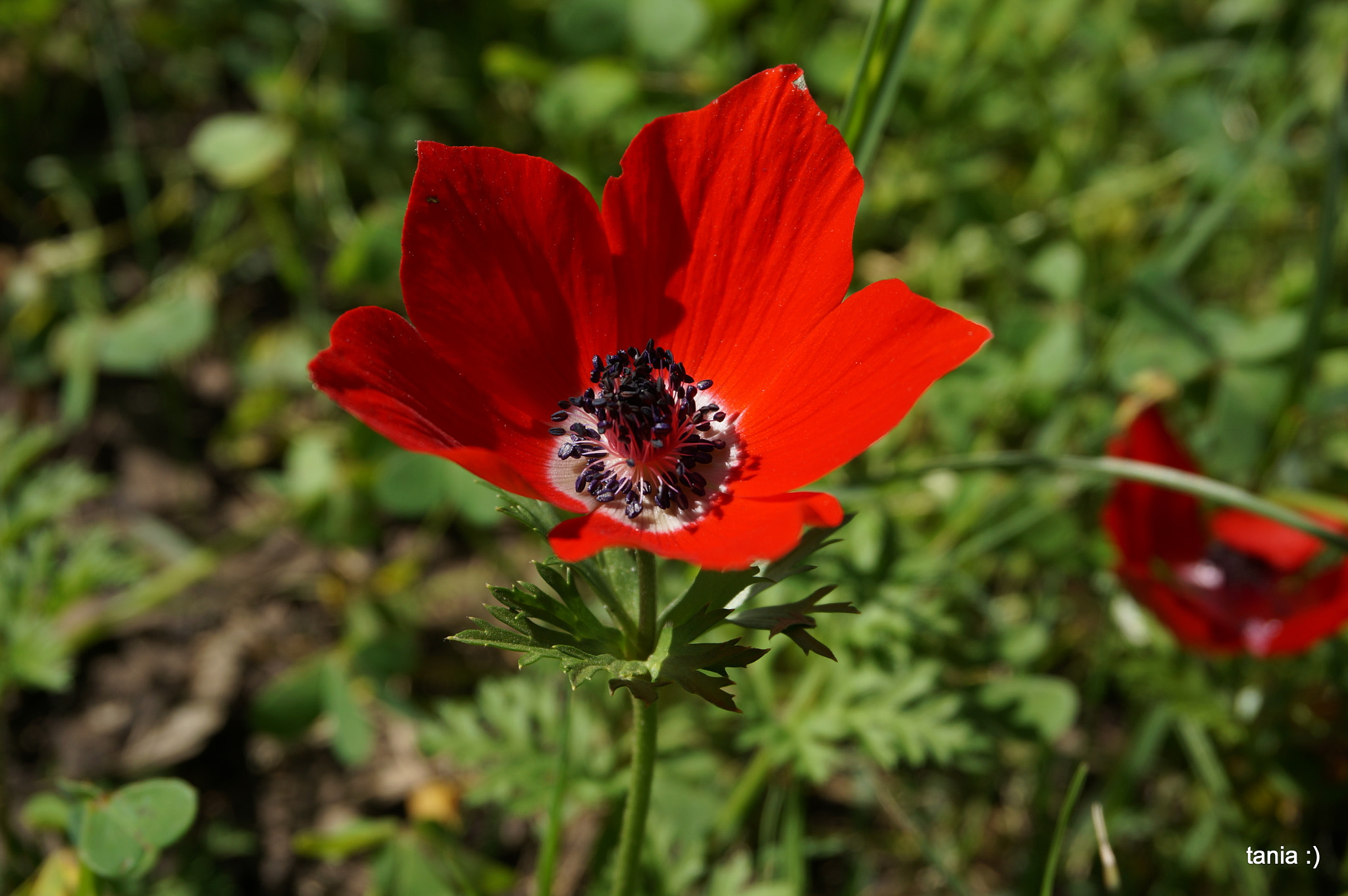 Sony Alpha NEX-5T + Sony E 18-50mm F4-5.6 sample photo. Dying flowers photography