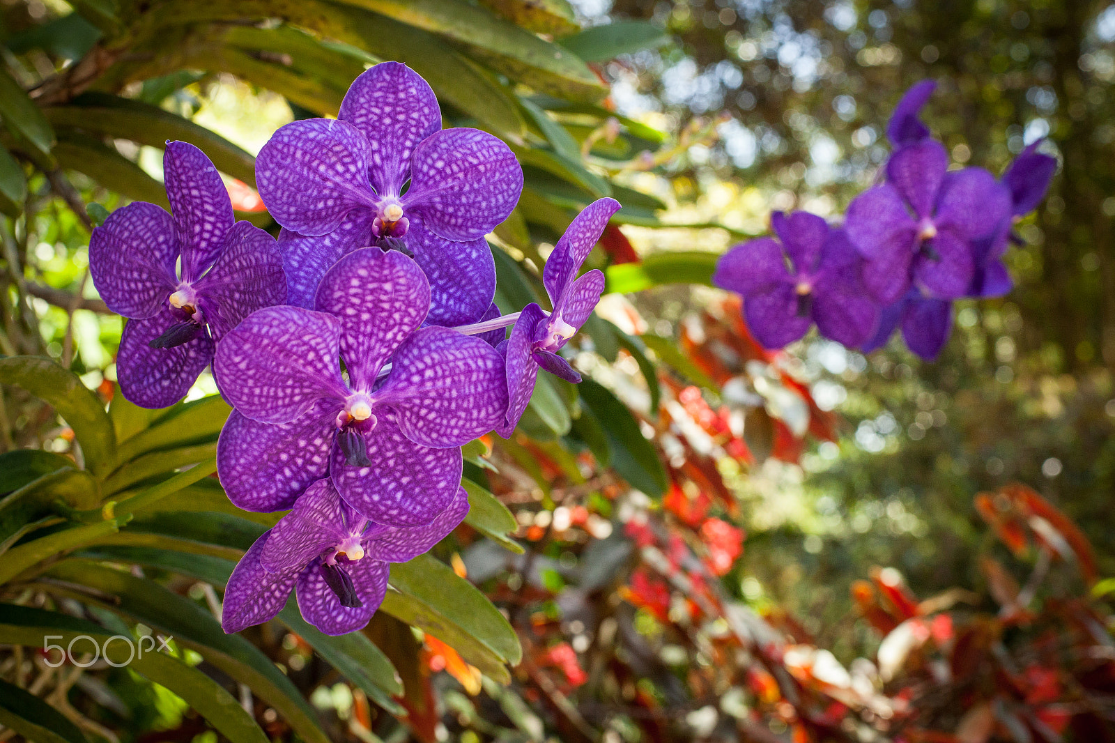 ZEISS Planar T* 50mm F1.4 sample photo. A vanda never disappoints photography
