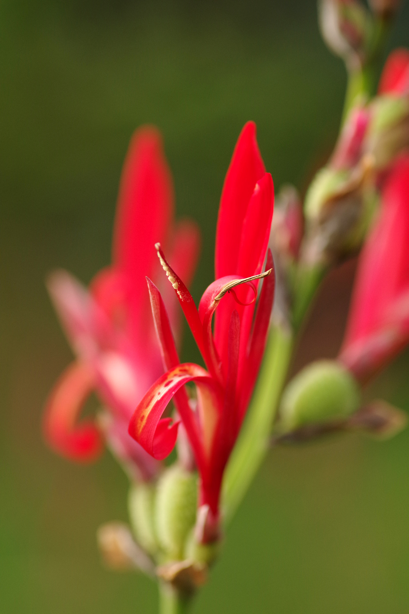 Pentax smc D-FA 100mm F2.8 Macro WR sample photo. Canna indica l. (ダンドク) photography