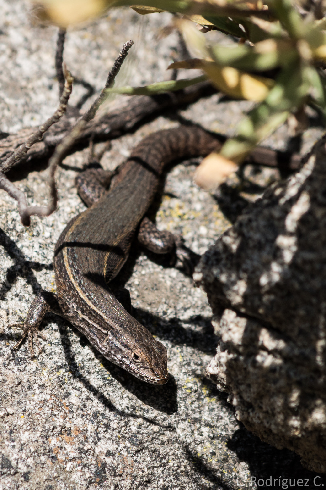 smc PENTAX-DA L 55-300mm F4-5.8 ED sample photo. Lagartija oscura - brown lizard photography