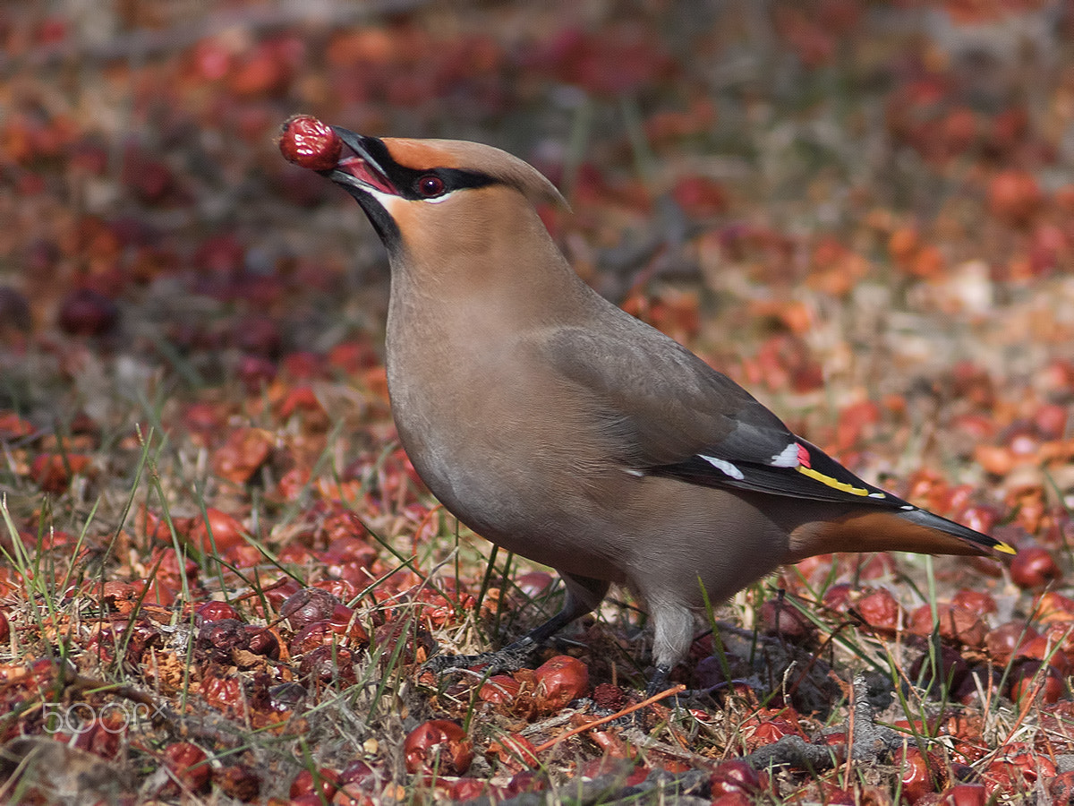 Canon EOS 7D Mark II + Canon EF 400mm F5.6L USM sample photo. Bohemian waxwing photography