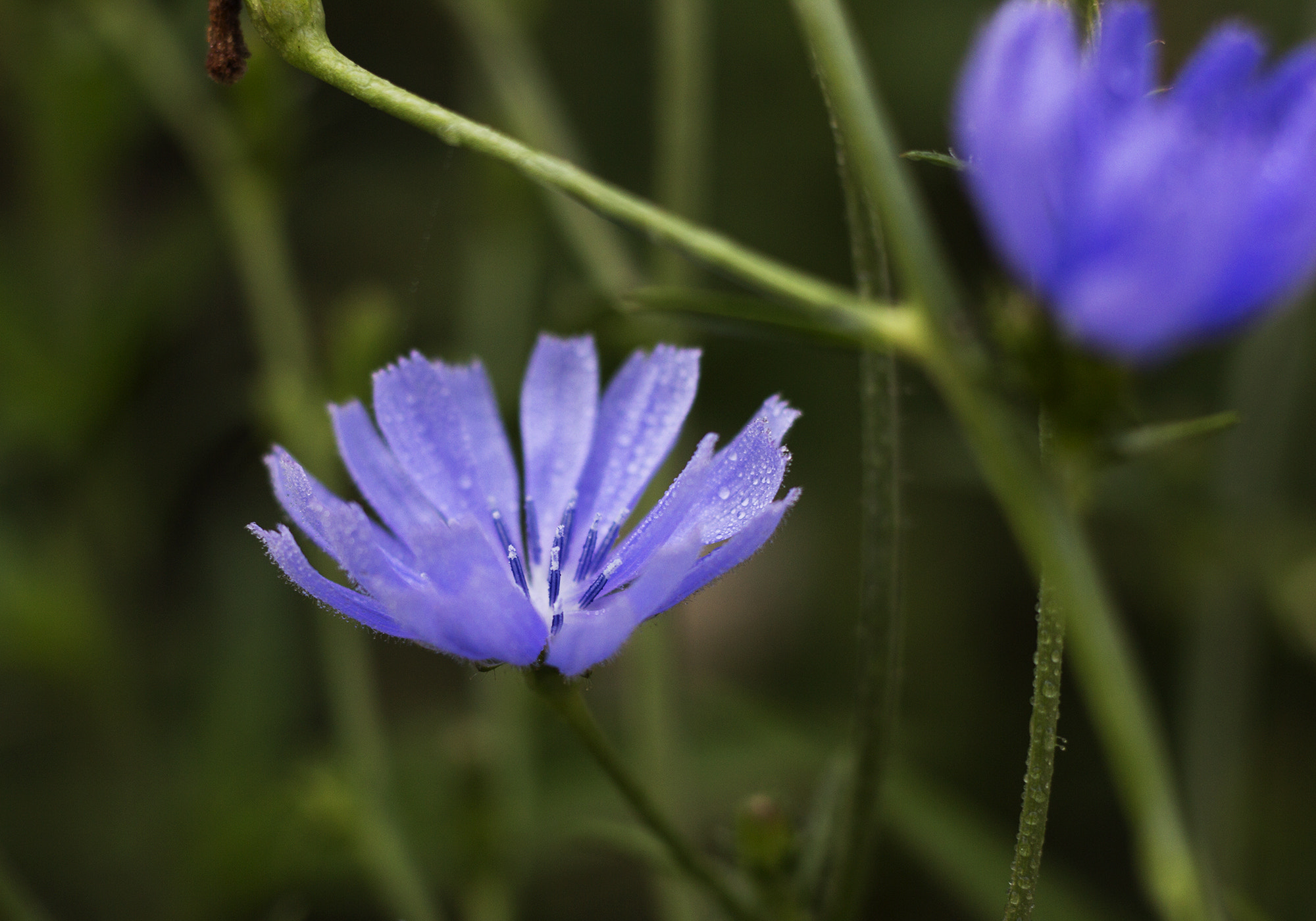 Canon EOS 600D (Rebel EOS T3i / EOS Kiss X5) + Canon EF 50mm F1.8 II sample photo. Chicory flower photography