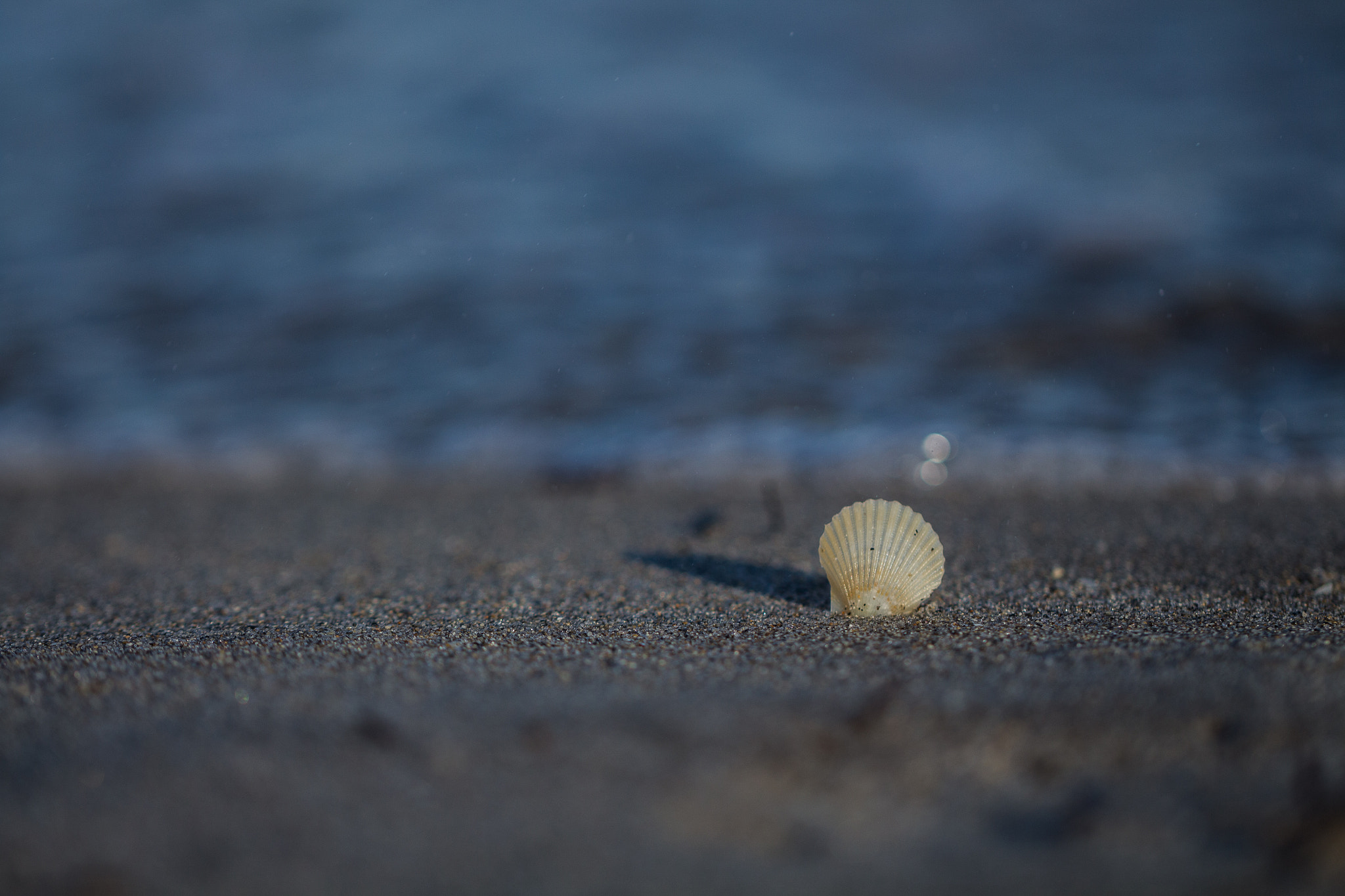 Canon EF 100mm F2.8L Macro IS USM sample photo. Shell photography