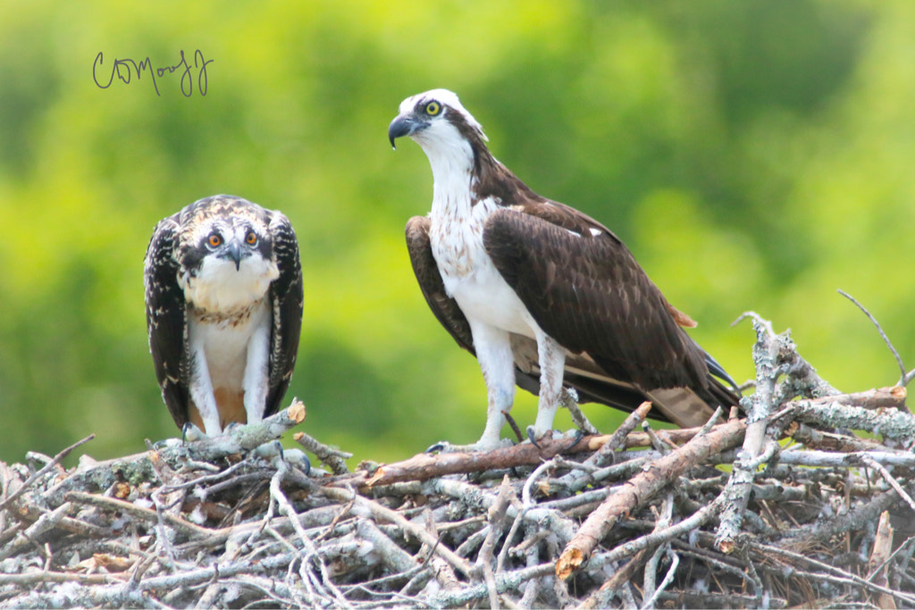 Canon EOS 760D (EOS Rebel T6s / EOS 8000D) + Canon 200-500mm sample photo. Waiting on momma with some food photography