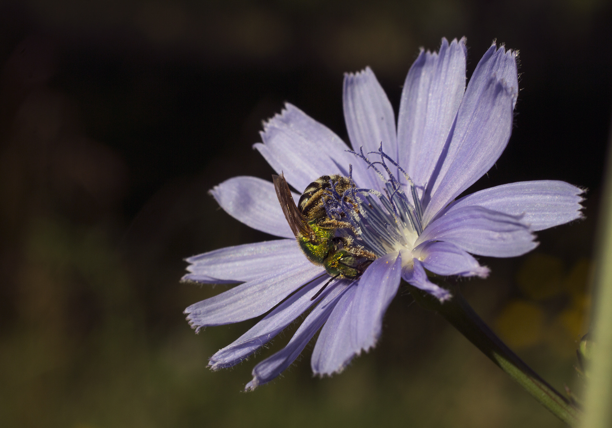 Canon EOS 600D (Rebel EOS T3i / EOS Kiss X5) + Canon EF 50mm F1.8 II sample photo. Bee on chicory photography