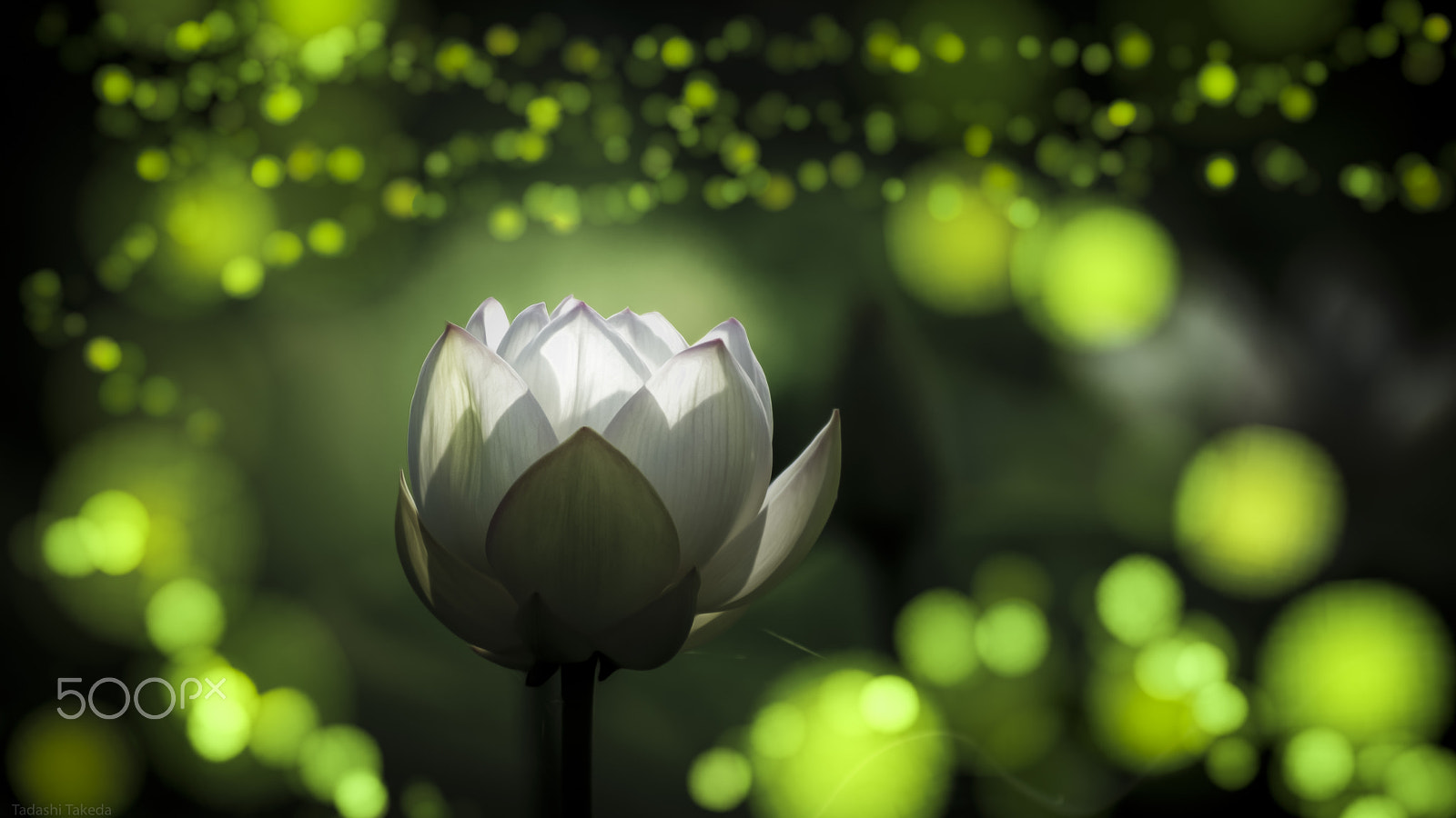Sony DT 55-300mm F4.5-5.6 SAM sample photo. Flowers bloom in heaven photography