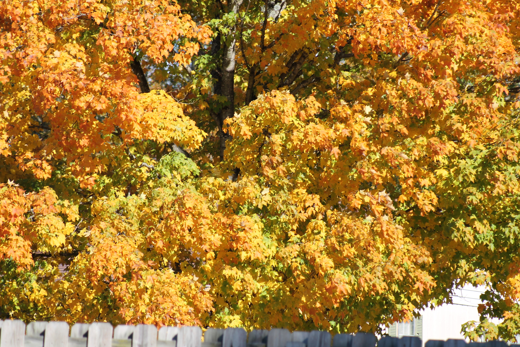Canon EF 80-200mm F4.5-5.6 II sample photo. Autumn past photography