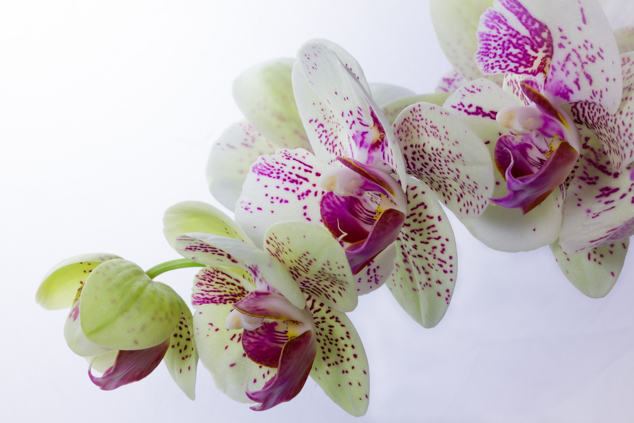 Canon EF 100mm F2.8 Macro USM sample photo. Exotique photography